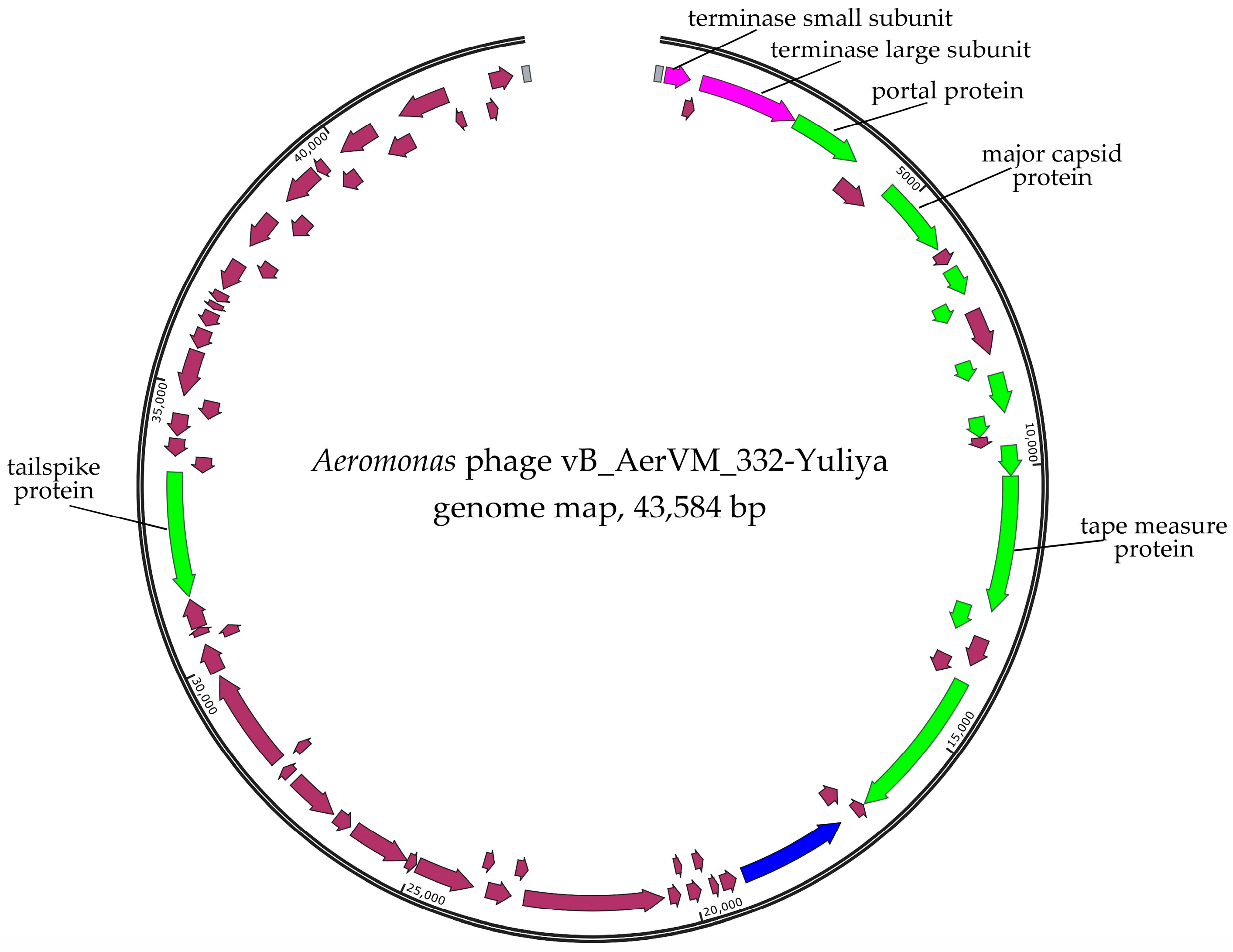 Viruses 17 01027 g002