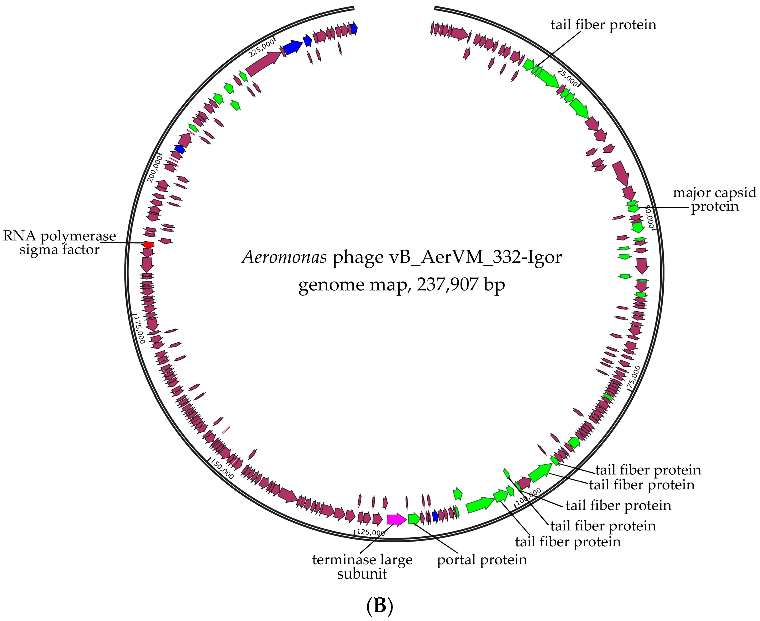 Viruses 17 01027 g003b