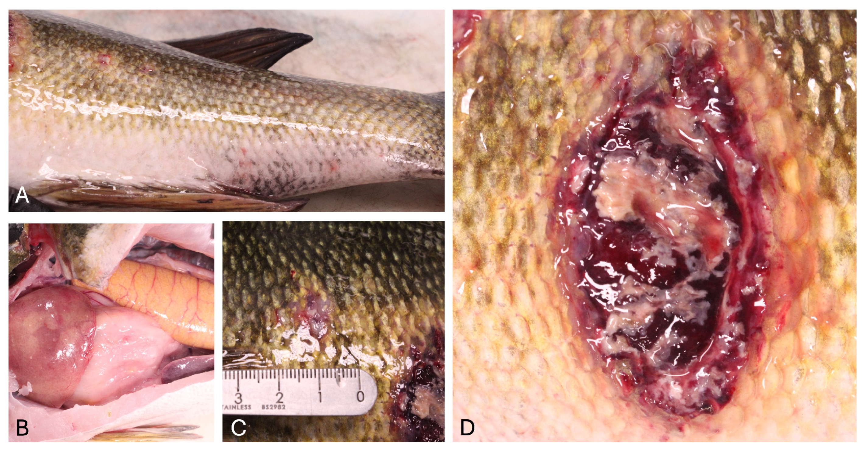 Viruses 17 01031 g001