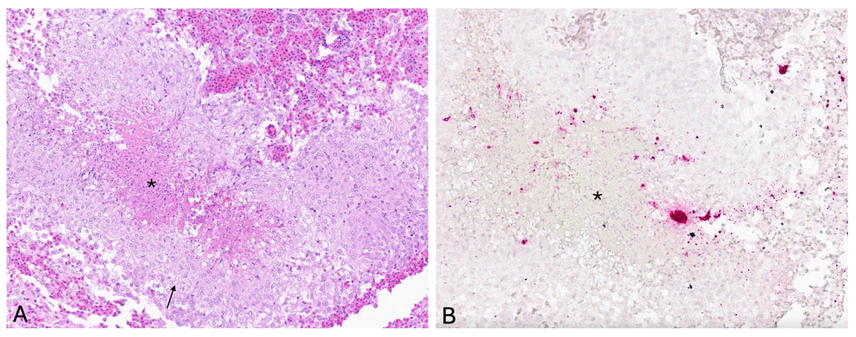 Viruses 17 01031 g002