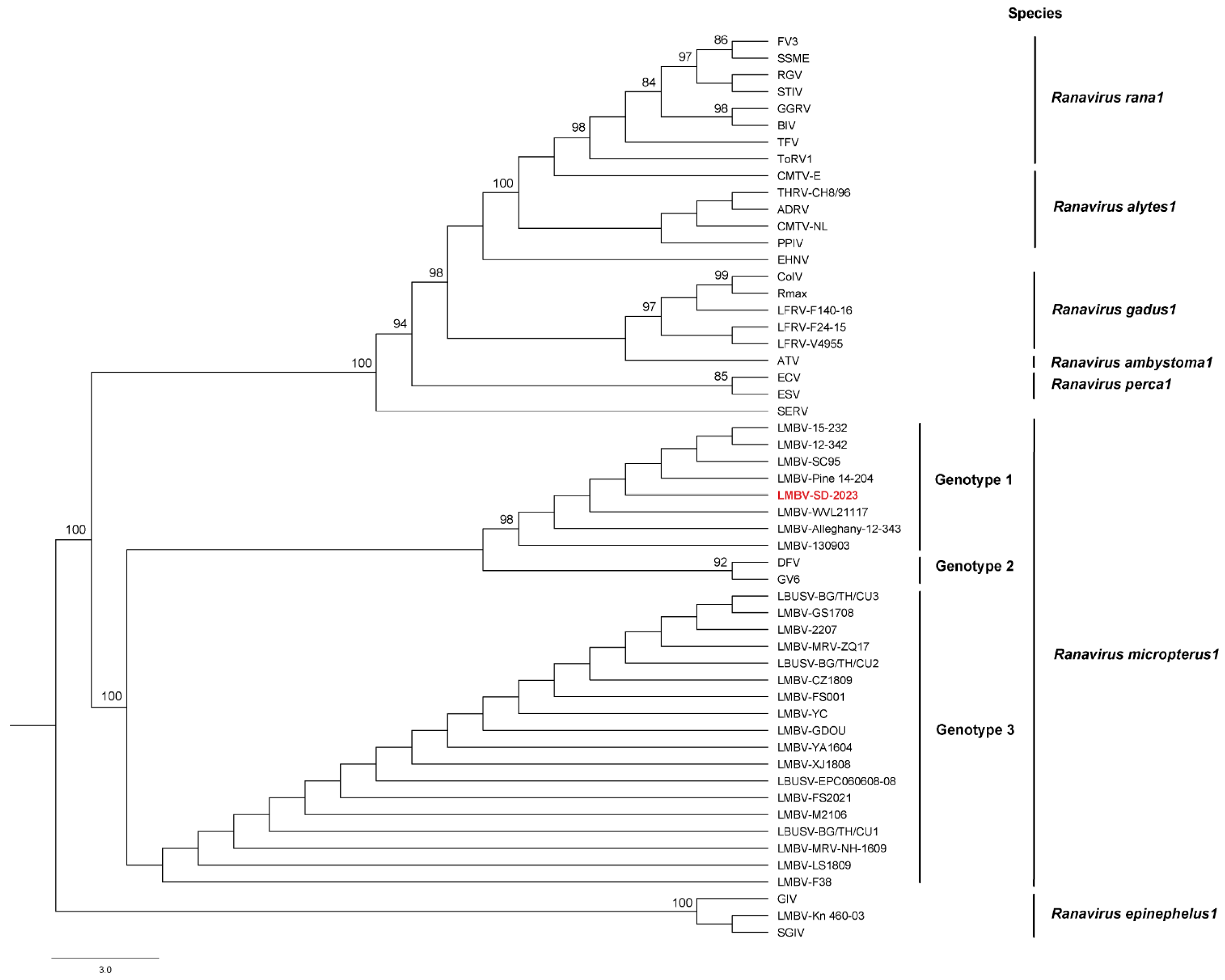 Viruses 17 01031 g003