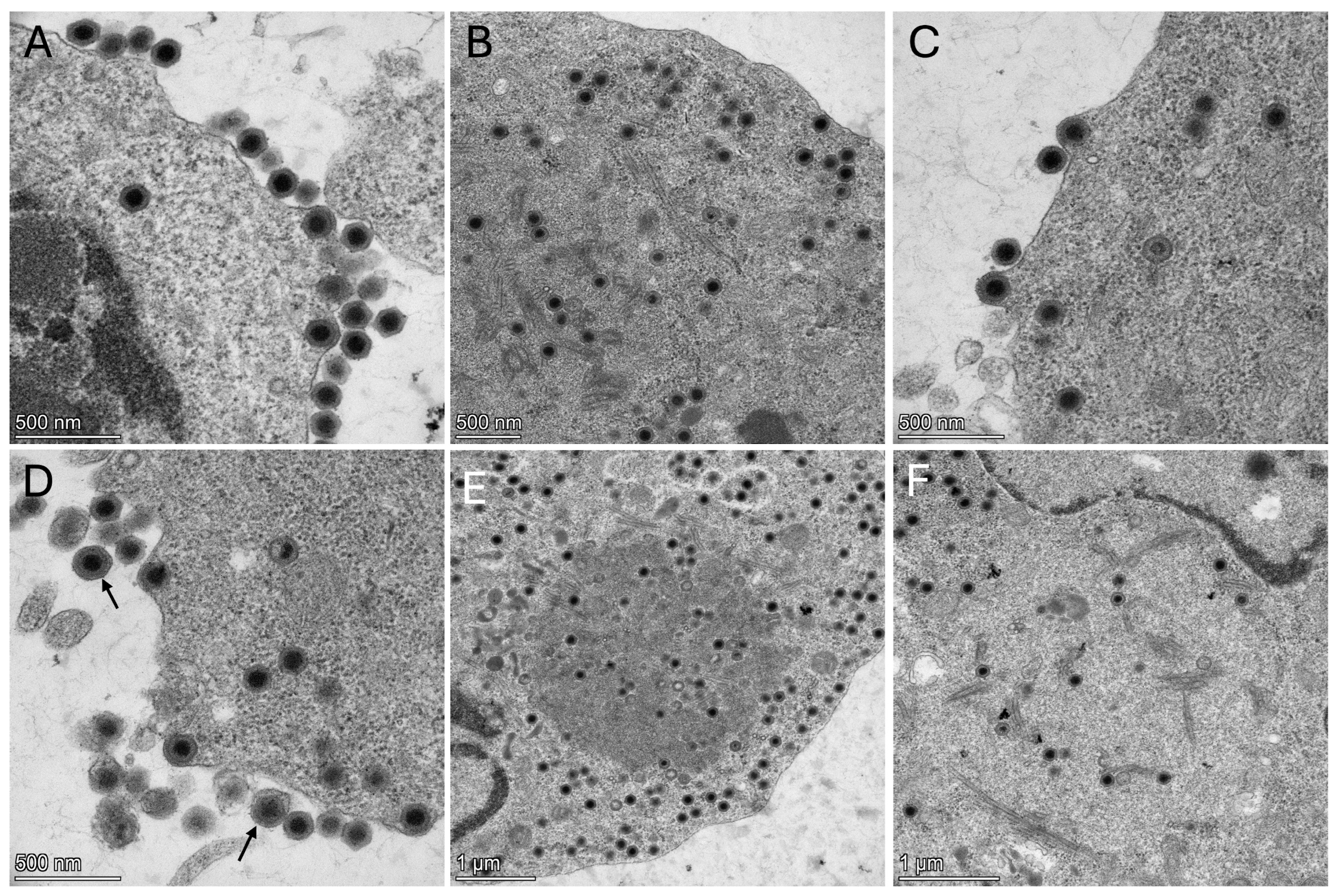Viruses 17 01031 g004