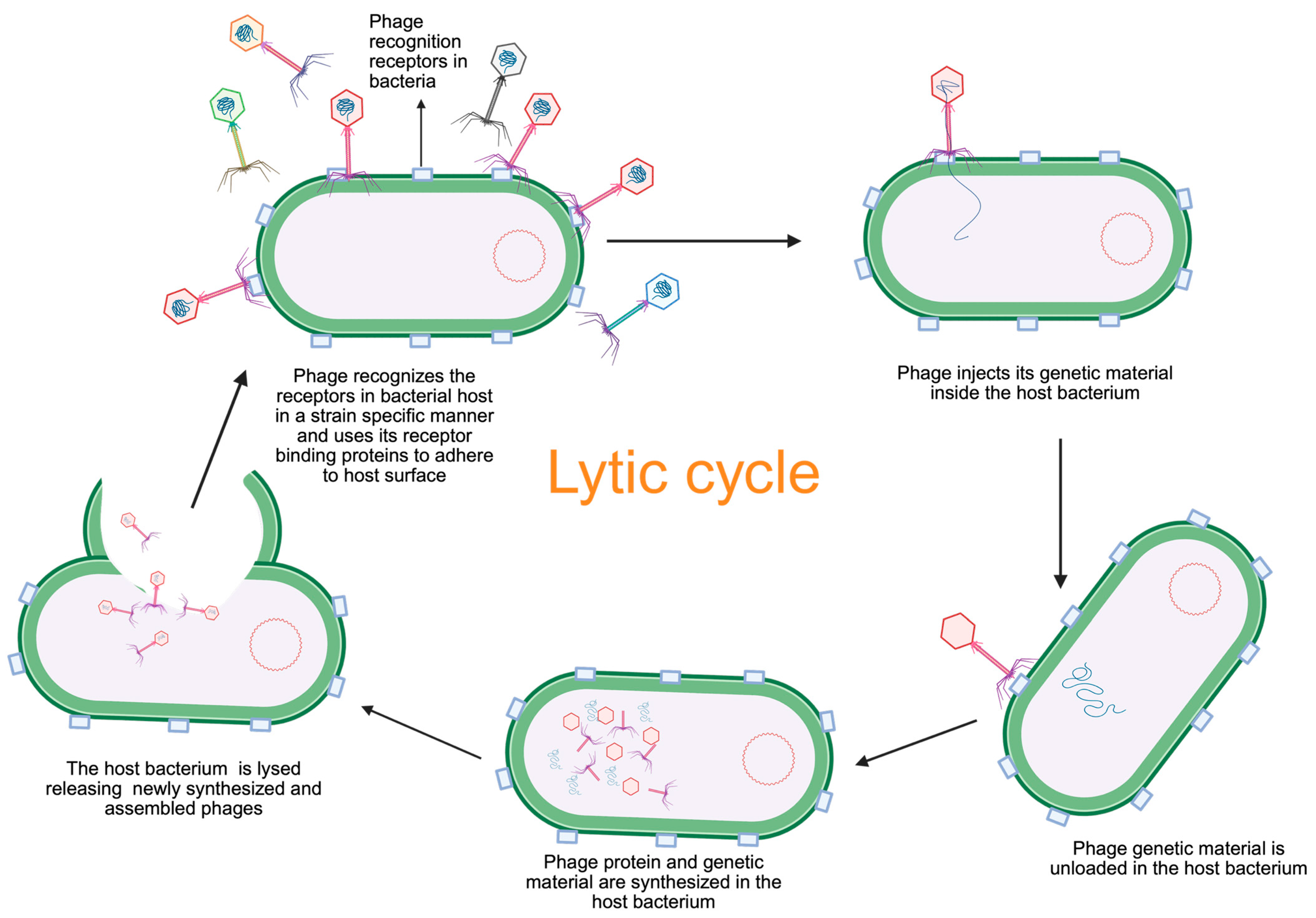 Viruses 17 01033 g002 Viruses 17 01033 g002