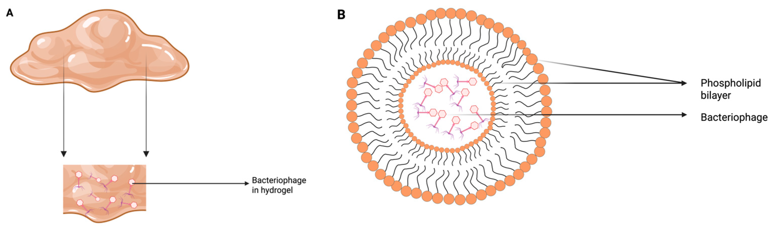 Viruses 17 01033 g003 Viruses 17 01033 g003