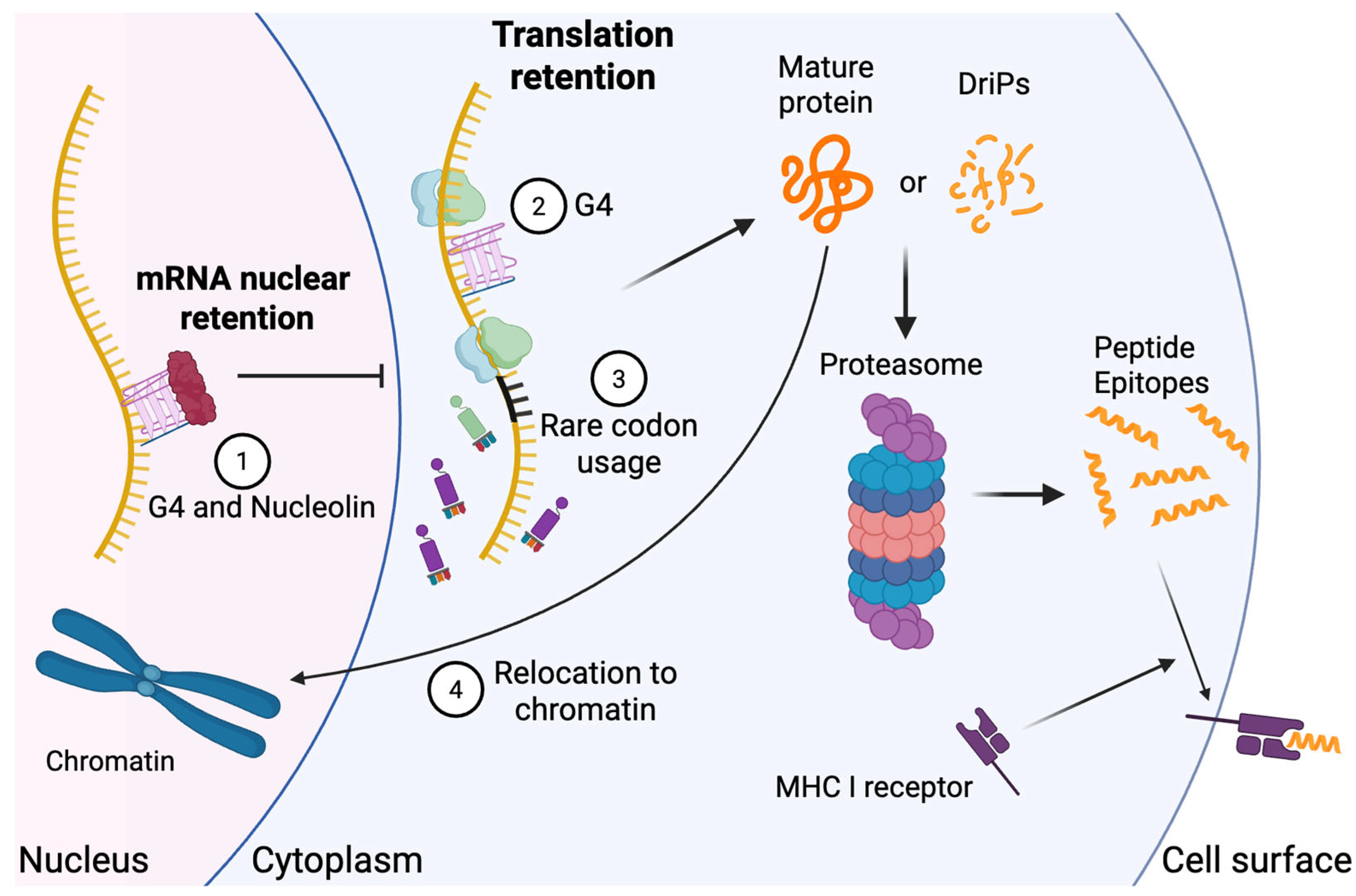 Viruses 17 01035 g001