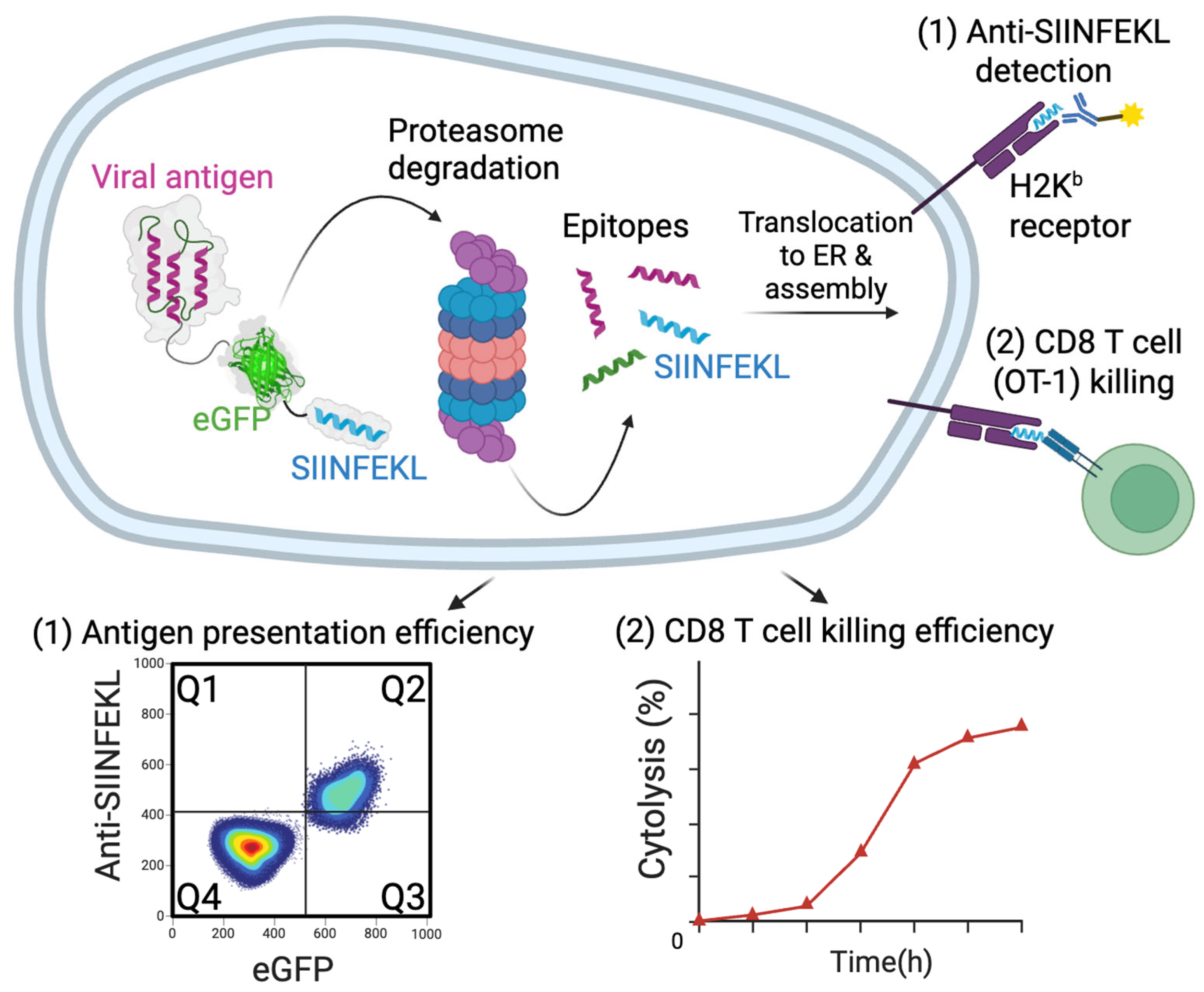 Viruses 17 01035 g002