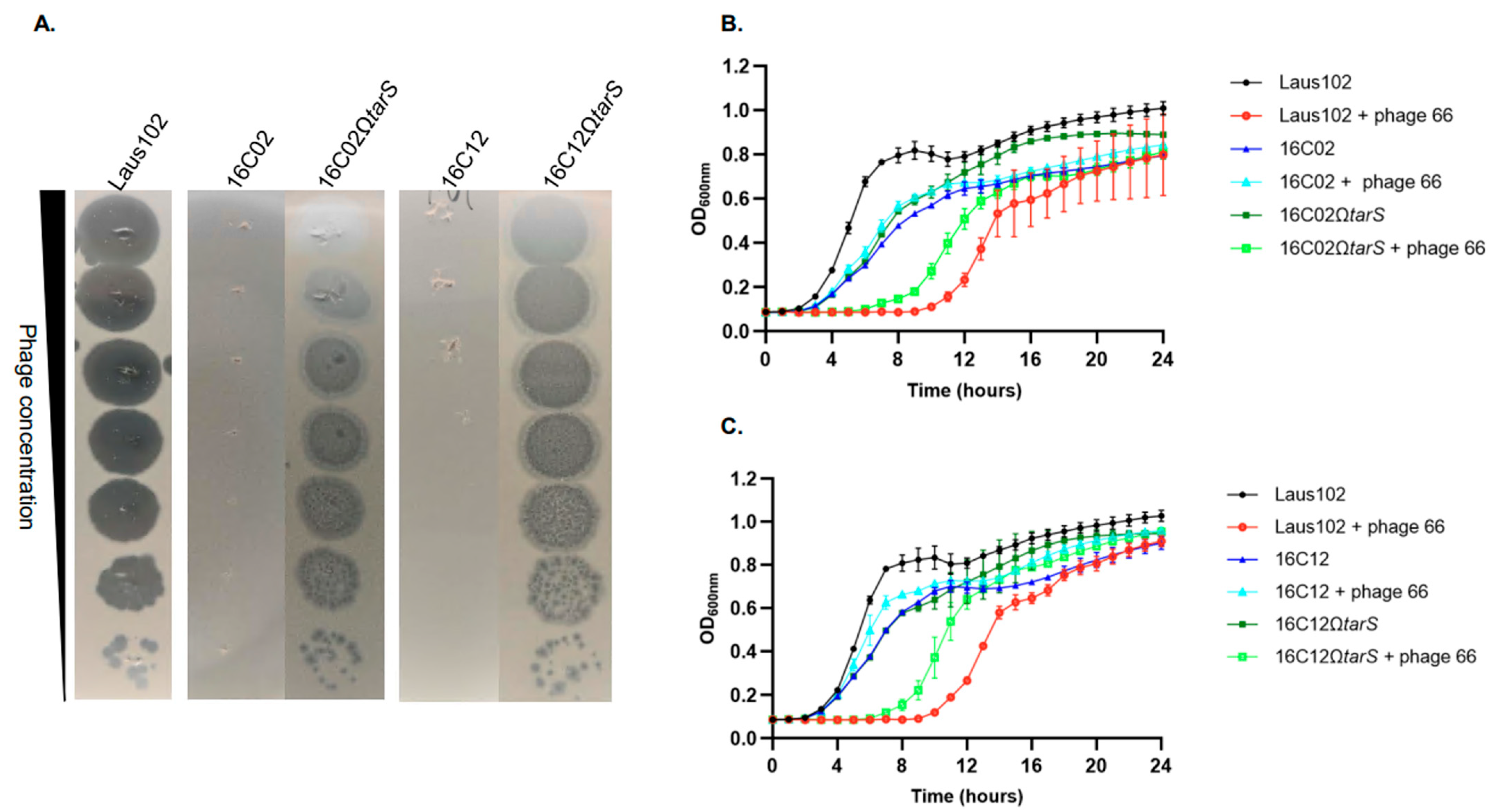 Viruses 17 01039 g003