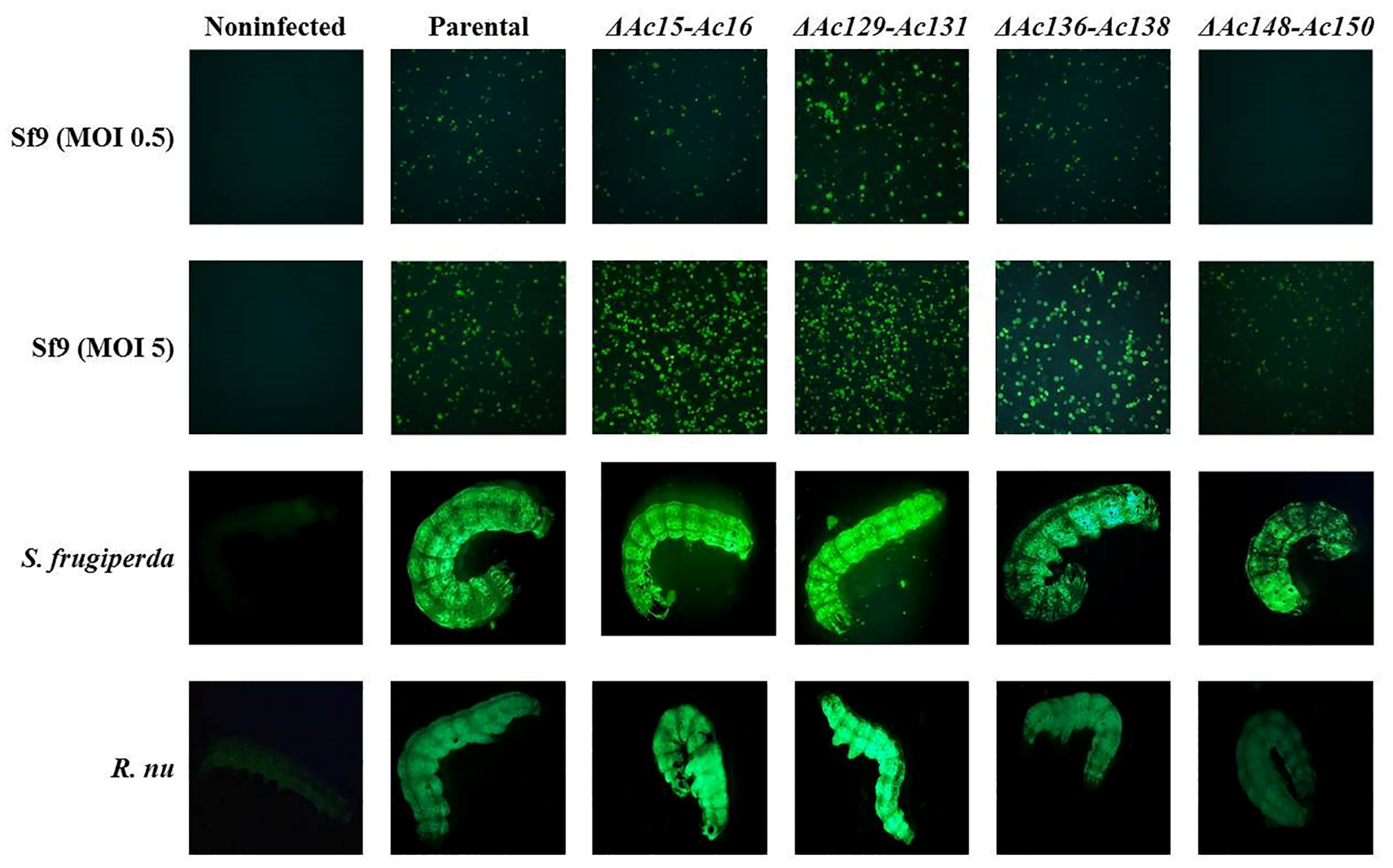 Viruses 17 01041 g007