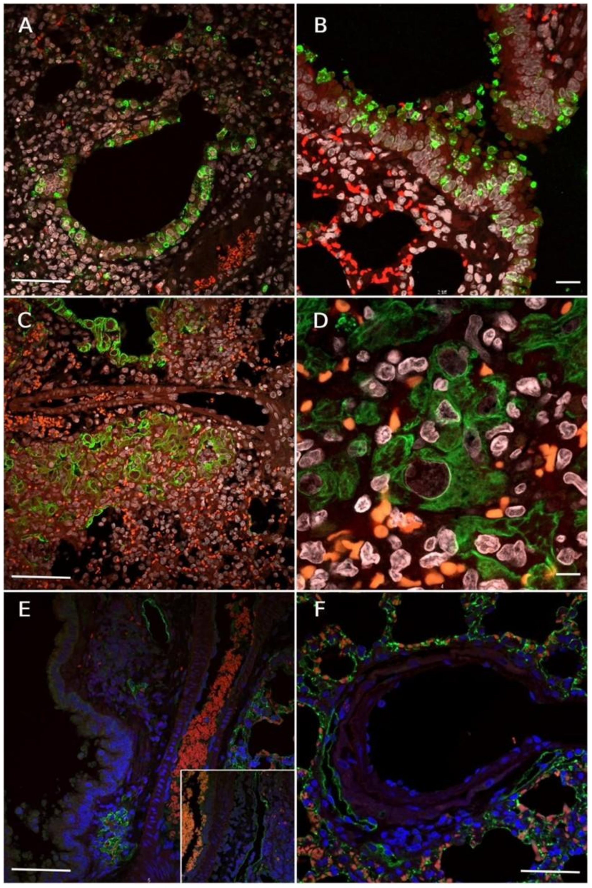 Viruses 17 01048 g003