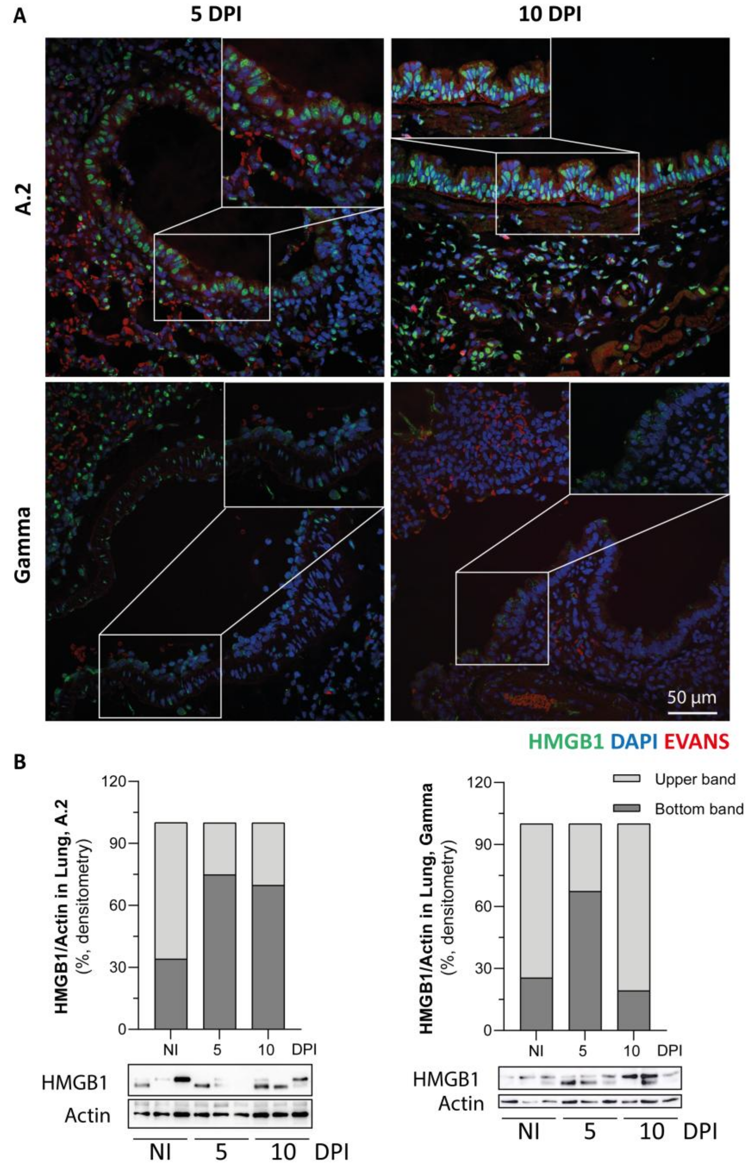 Viruses 17 01048 g004