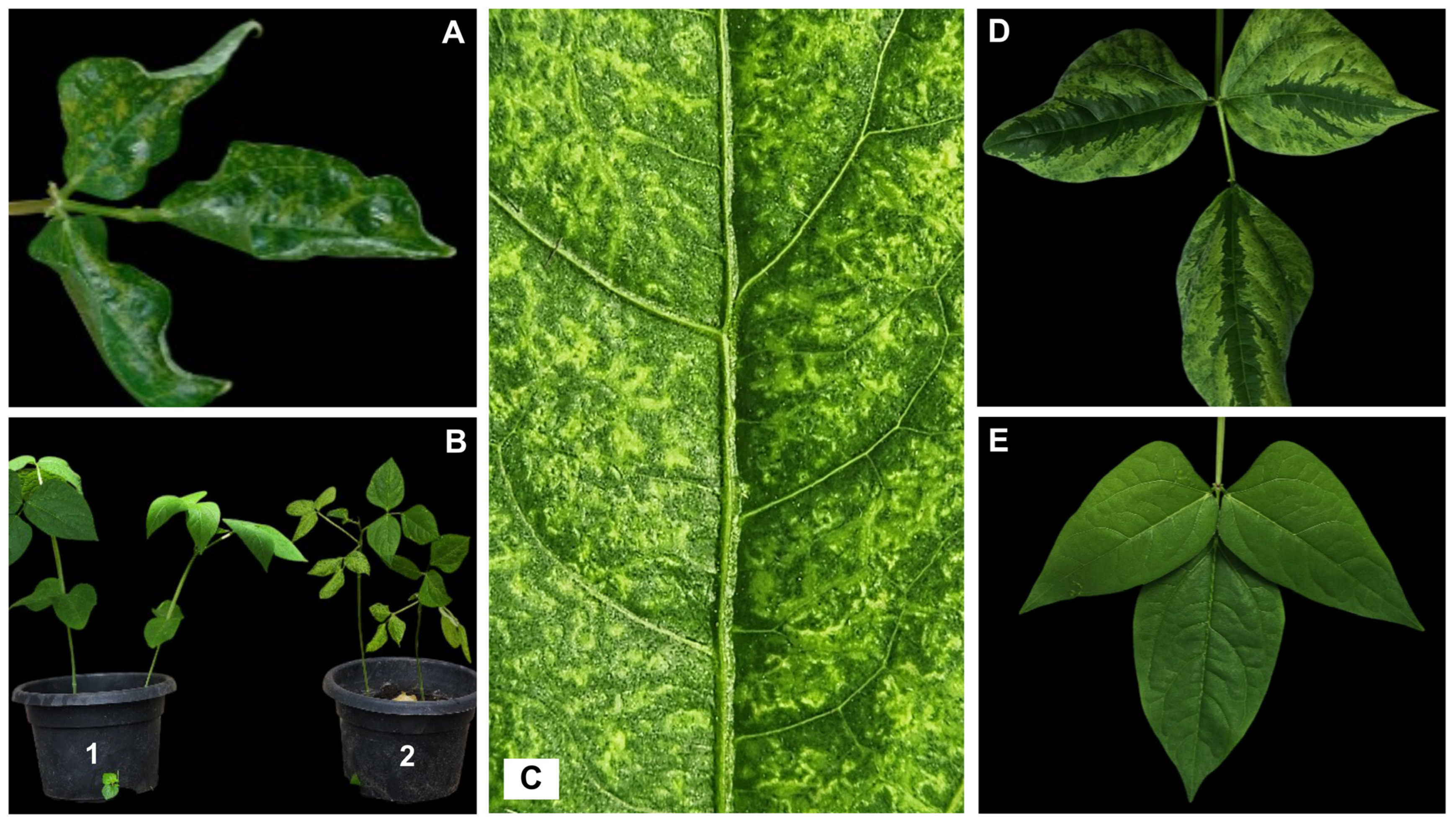 Viruses 17 01050 g001