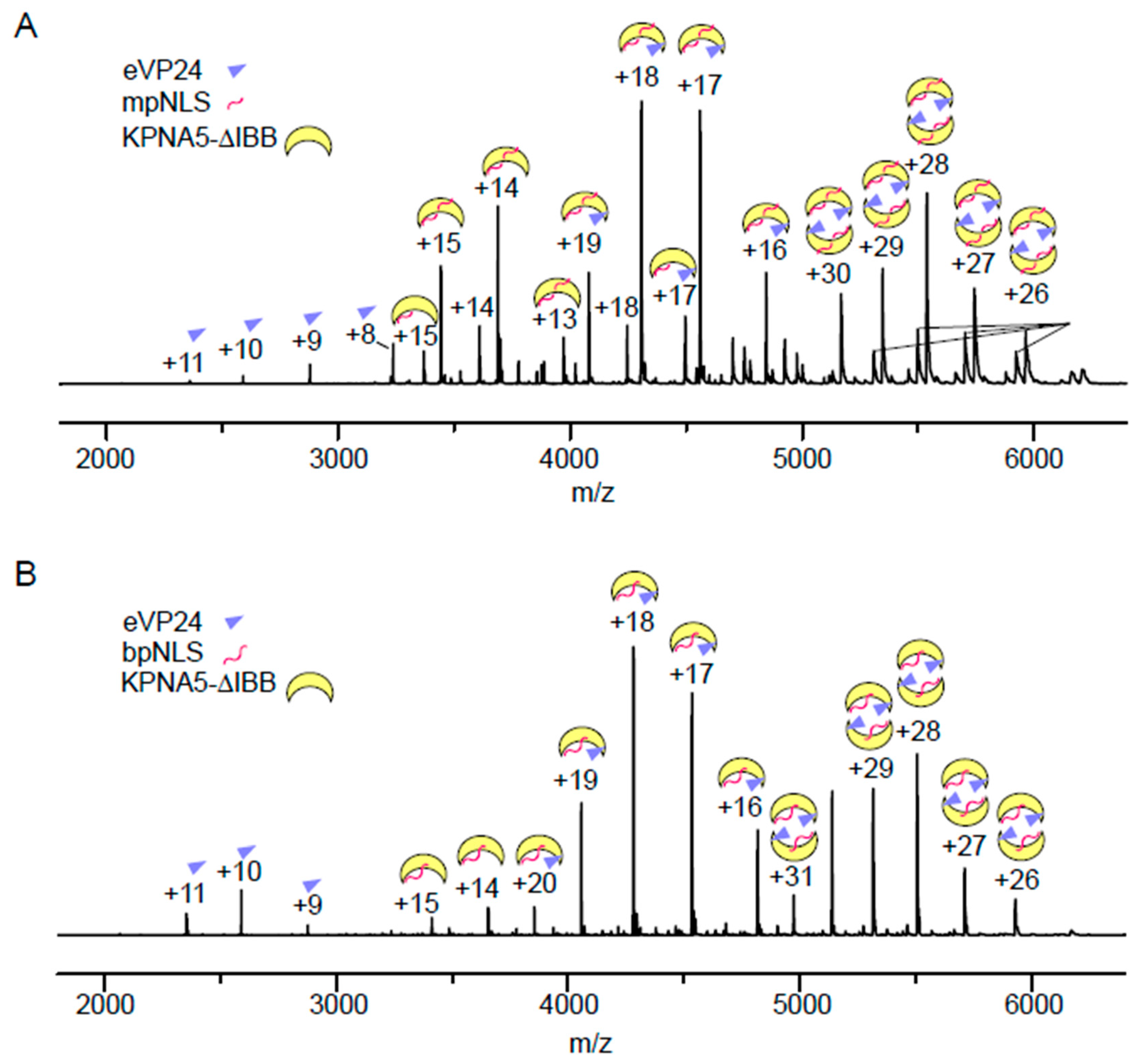 Viruses 17 01051 g005