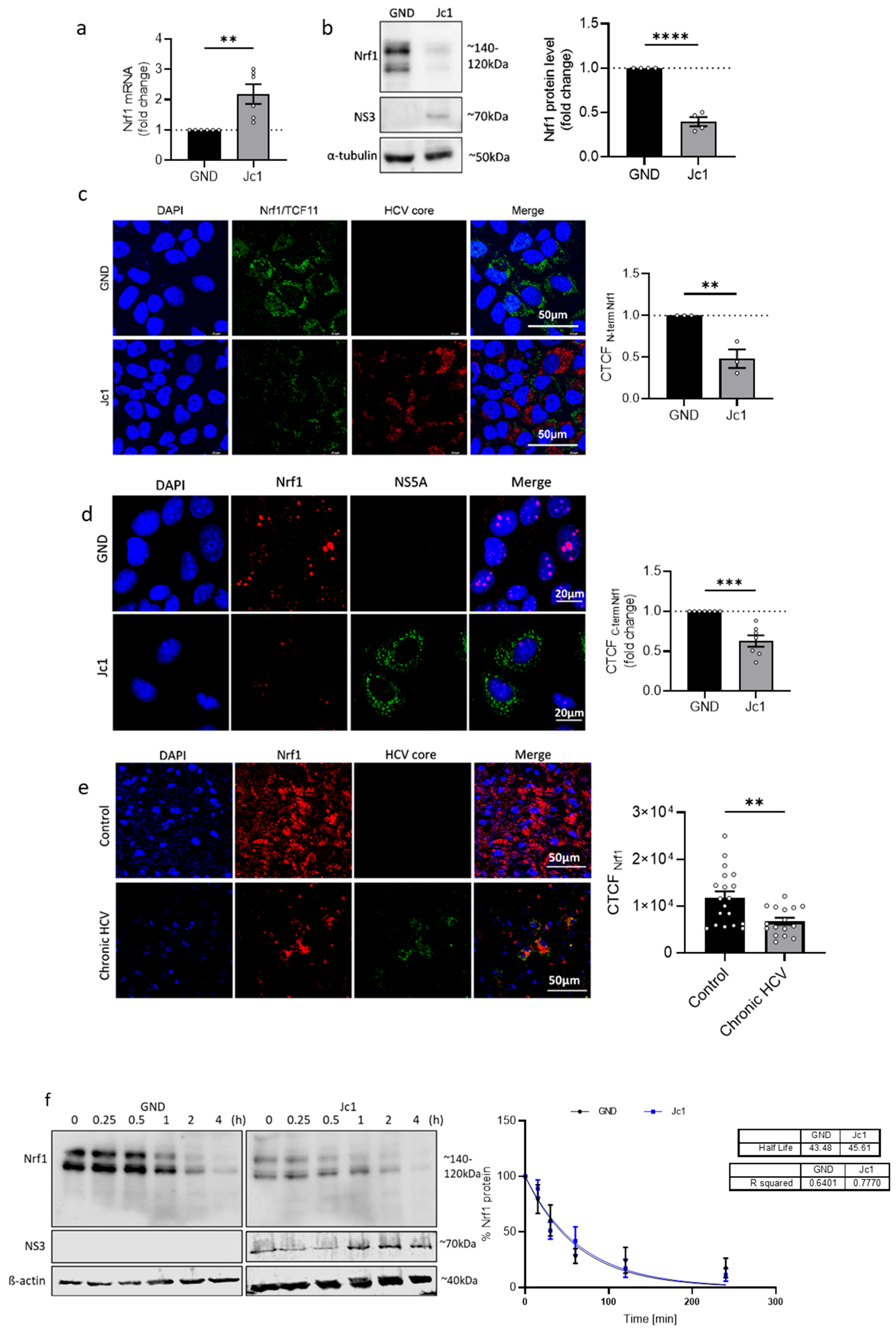 Viruses 17 01052 g001