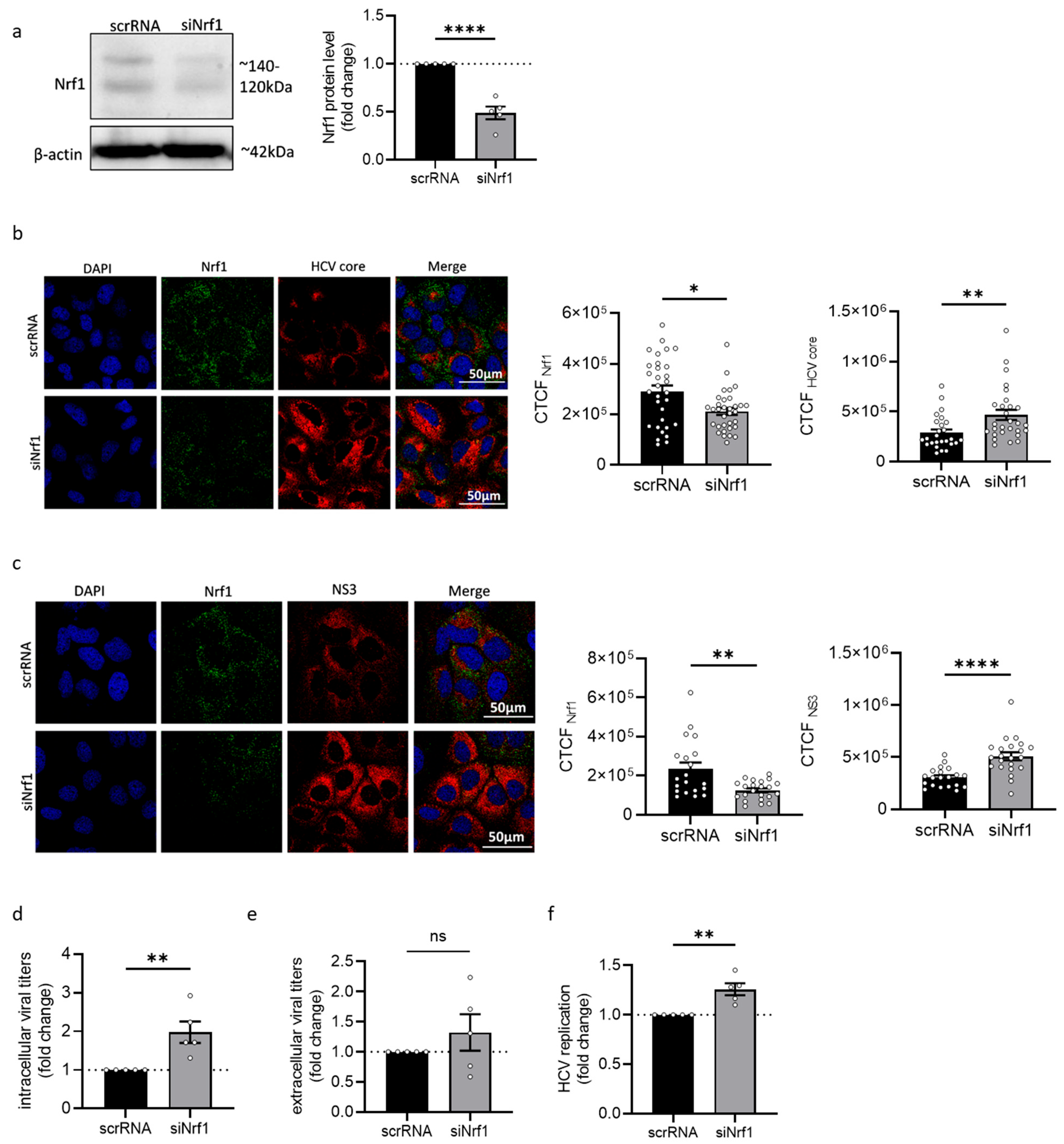 Viruses 17 01052 g002