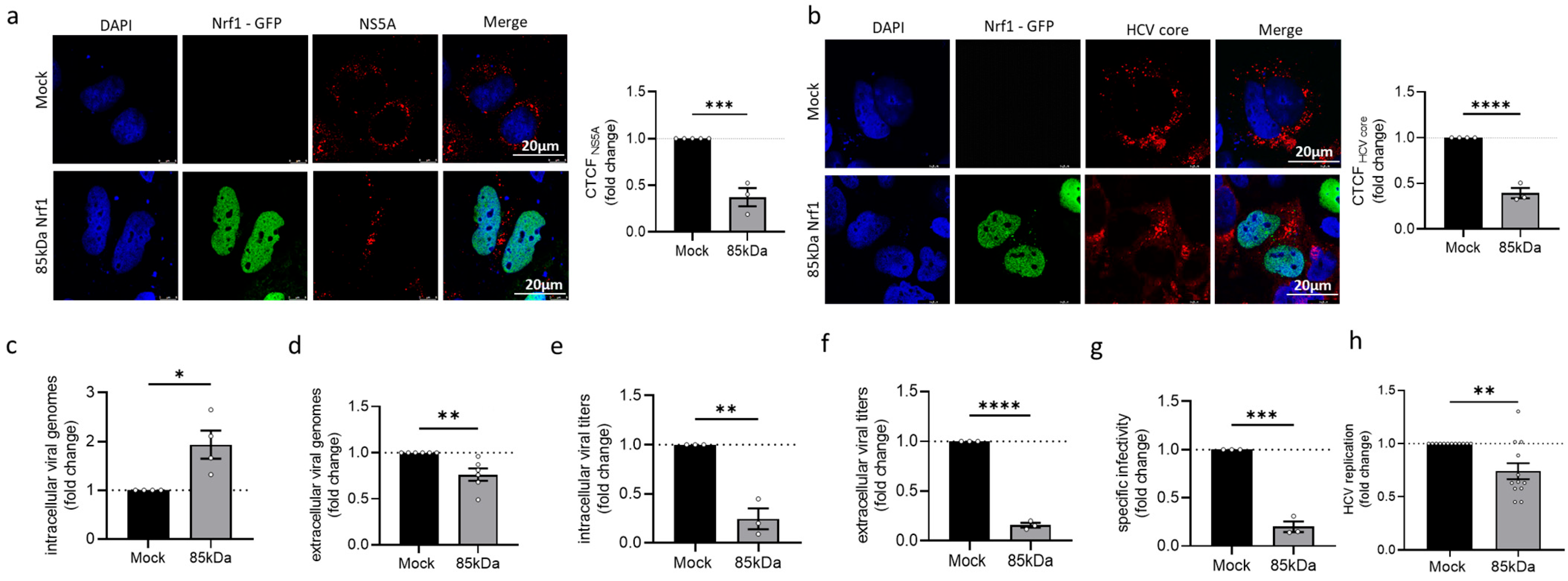 Viruses 17 01052 g003