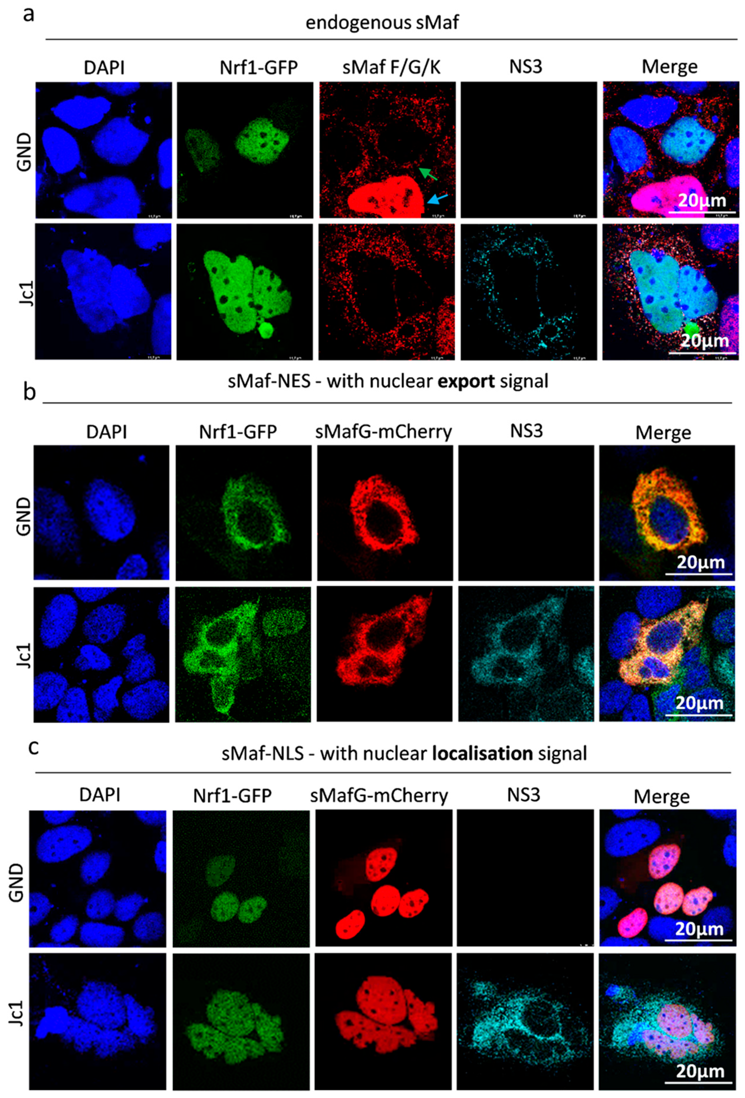 Viruses 17 01052 g004