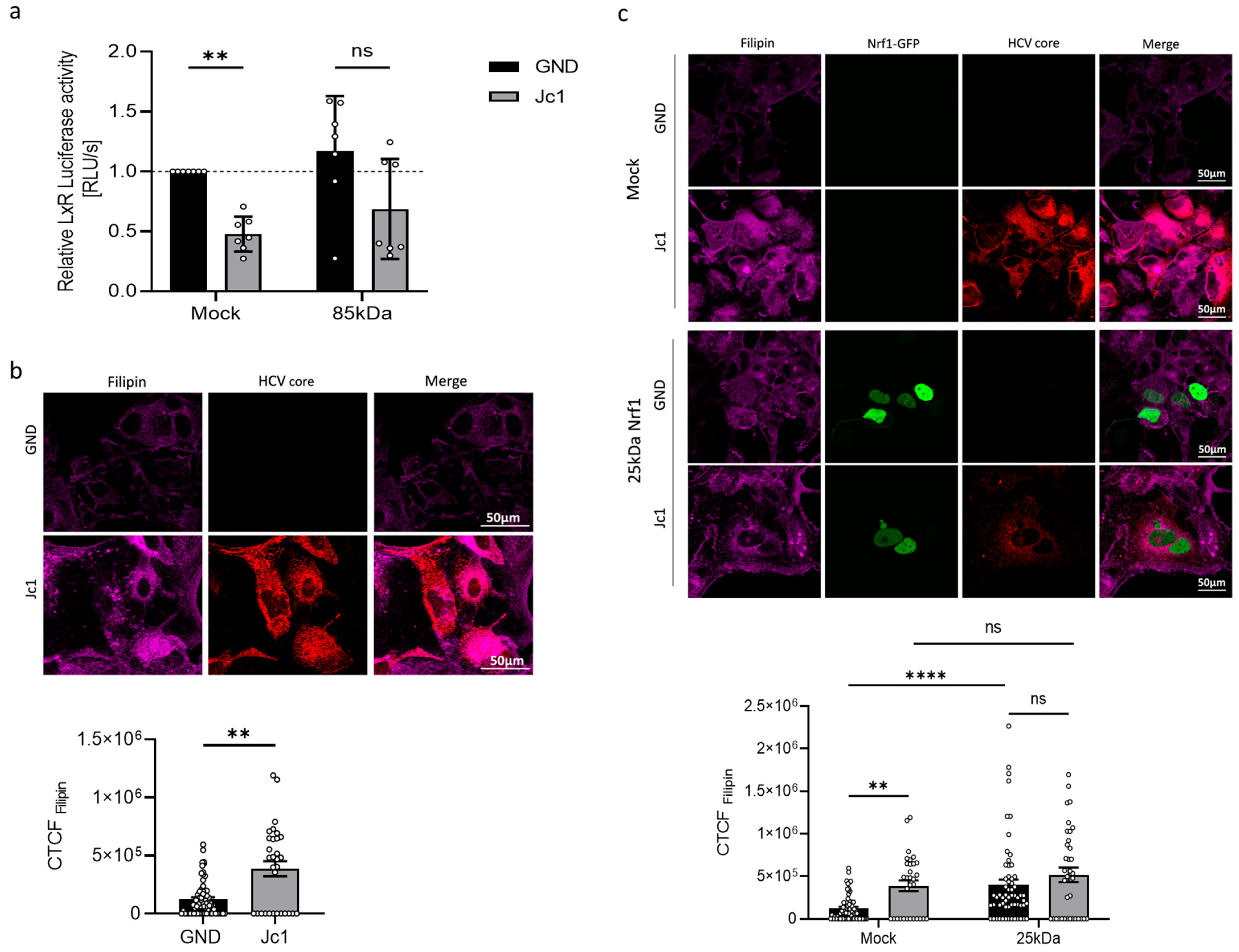 Viruses 17 01052 g006