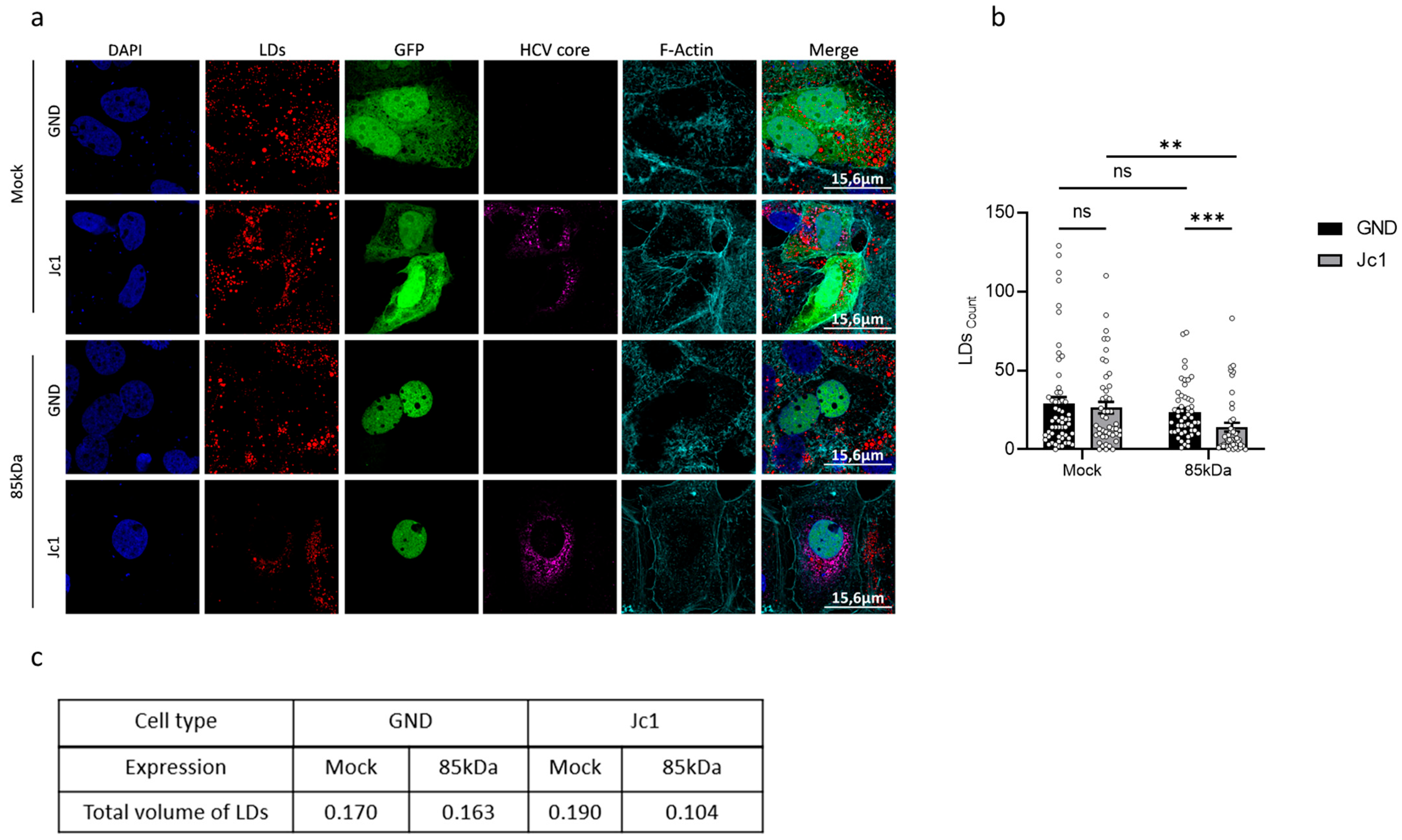 Viruses 17 01052 g007