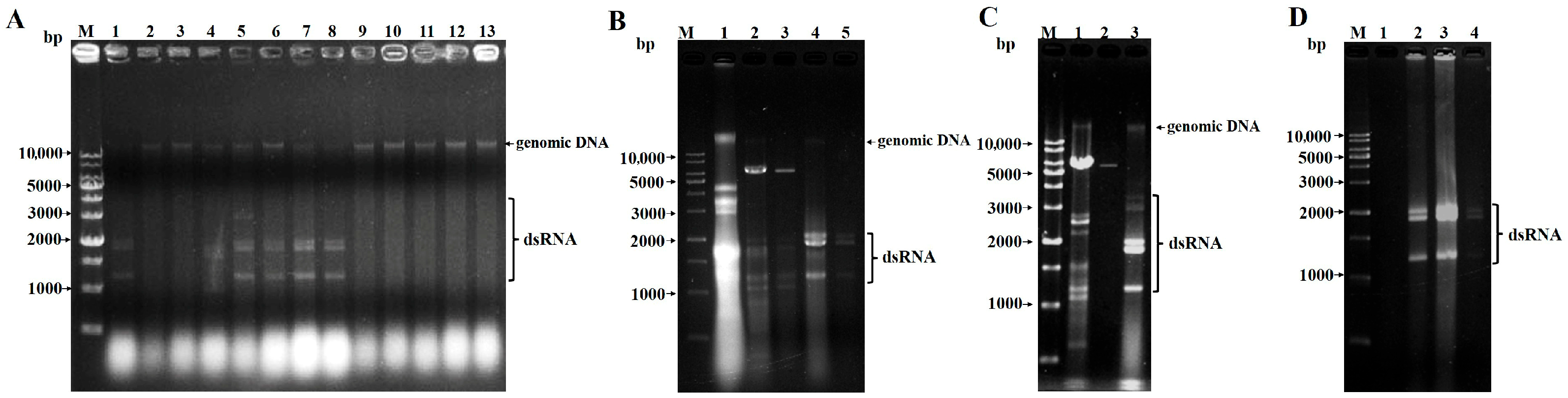Viruses 17 01053 g001 Viruses 17 01053 g001