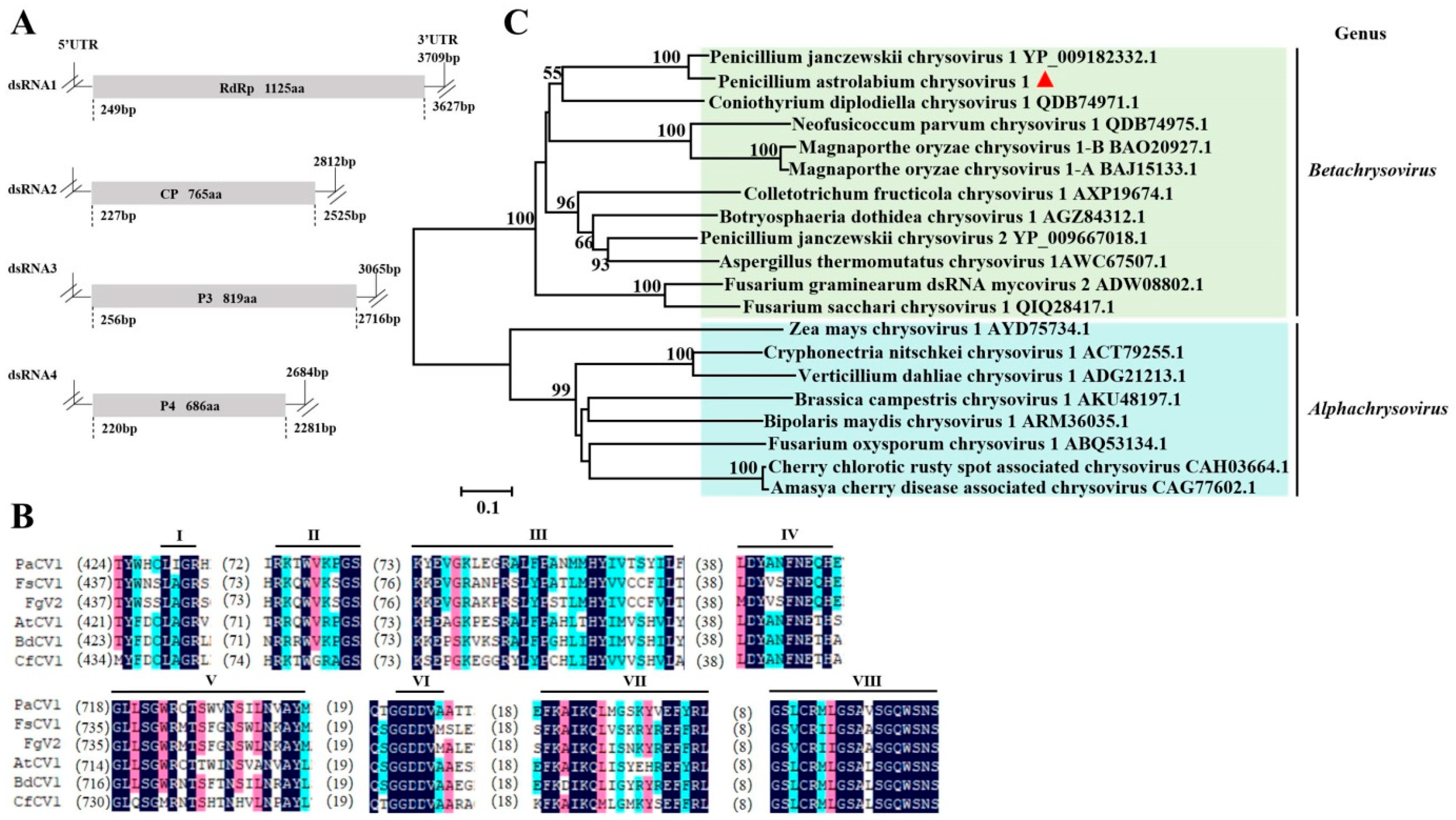 Viruses 17 01053 g002 Viruses 17 01053 g002