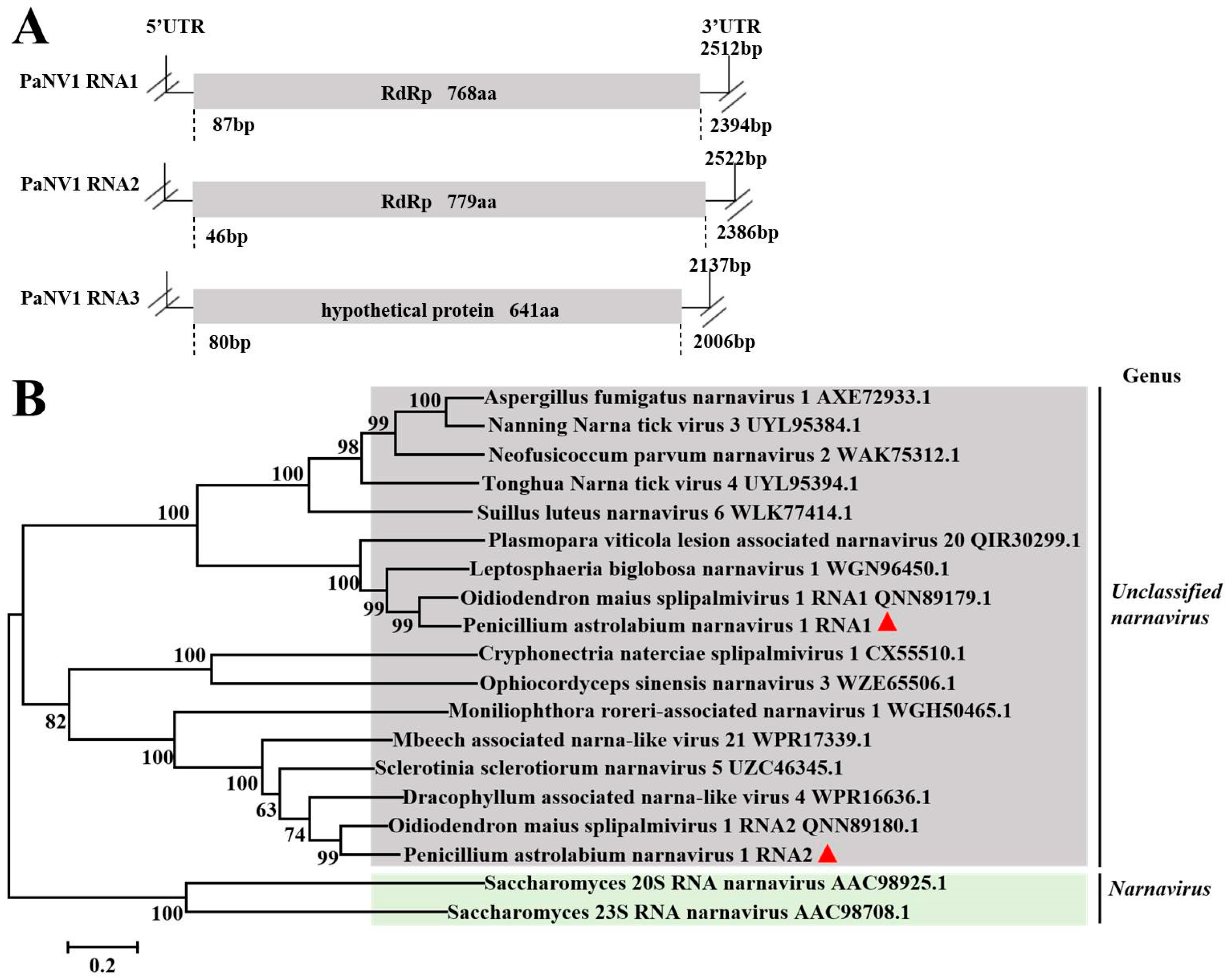 Viruses 17 01053 g005 Viruses 17 01053 g005