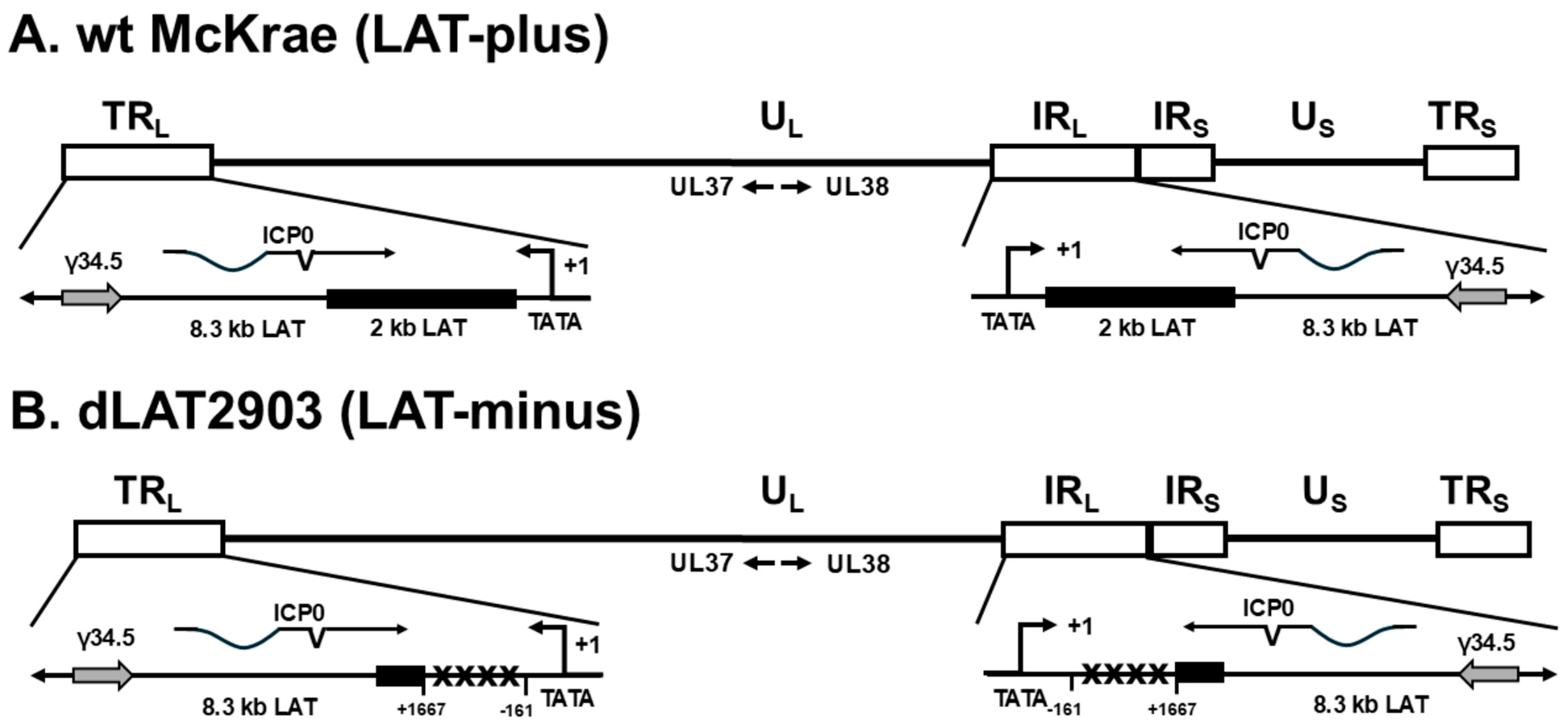 Viruses 17 01061 g001a
