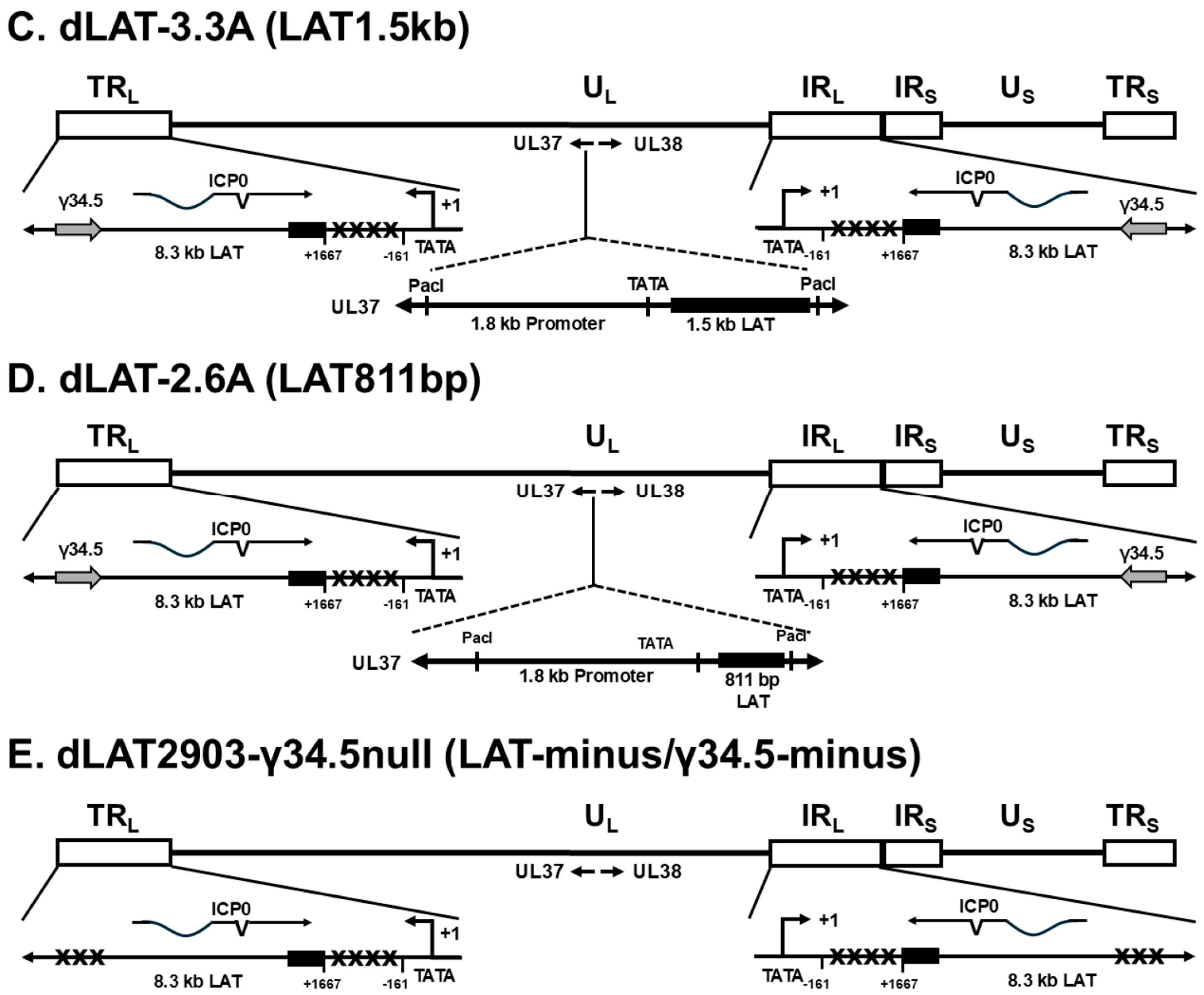 Viruses 17 01061 g001b