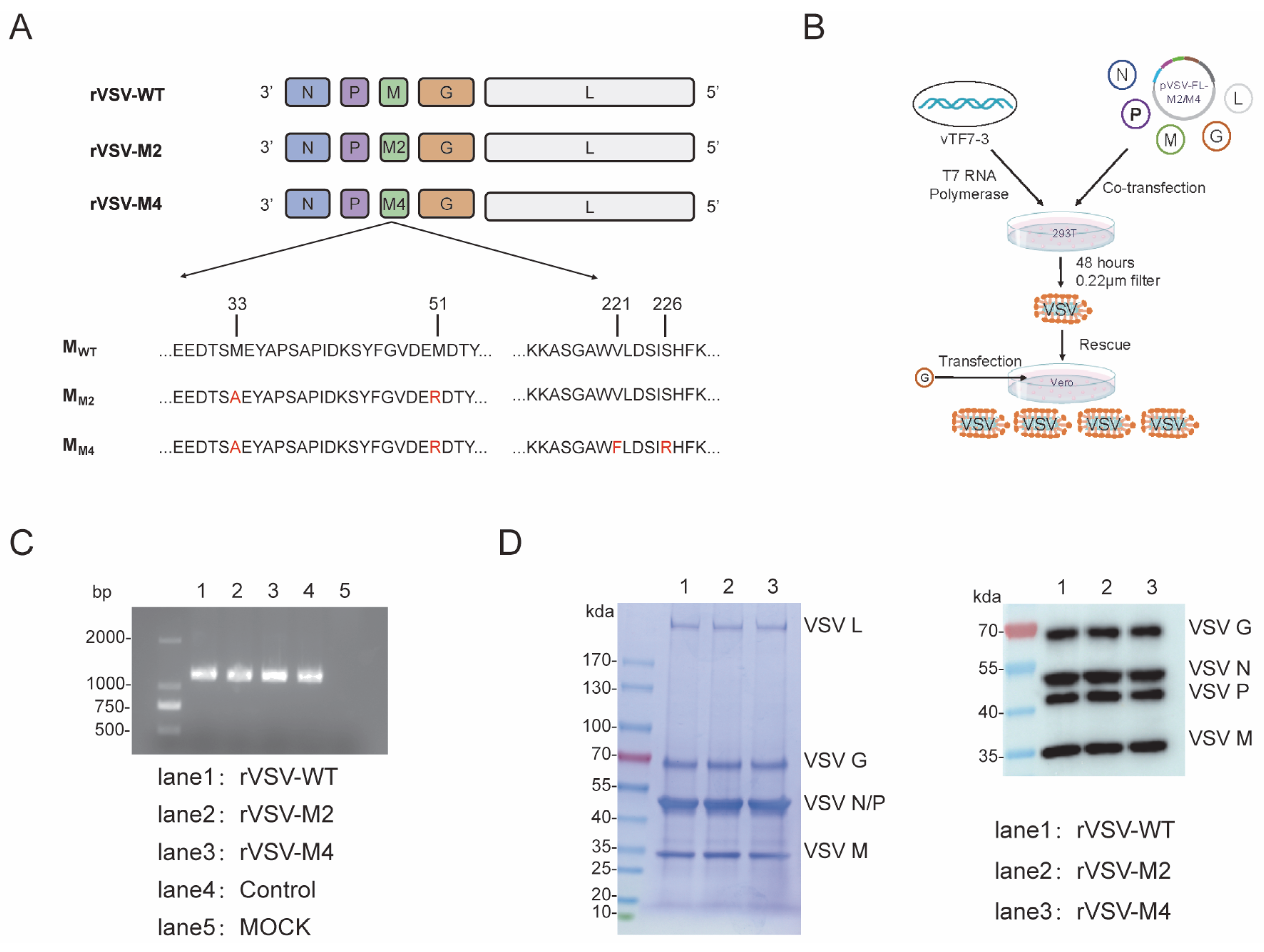 Viruses 17 01062 g001