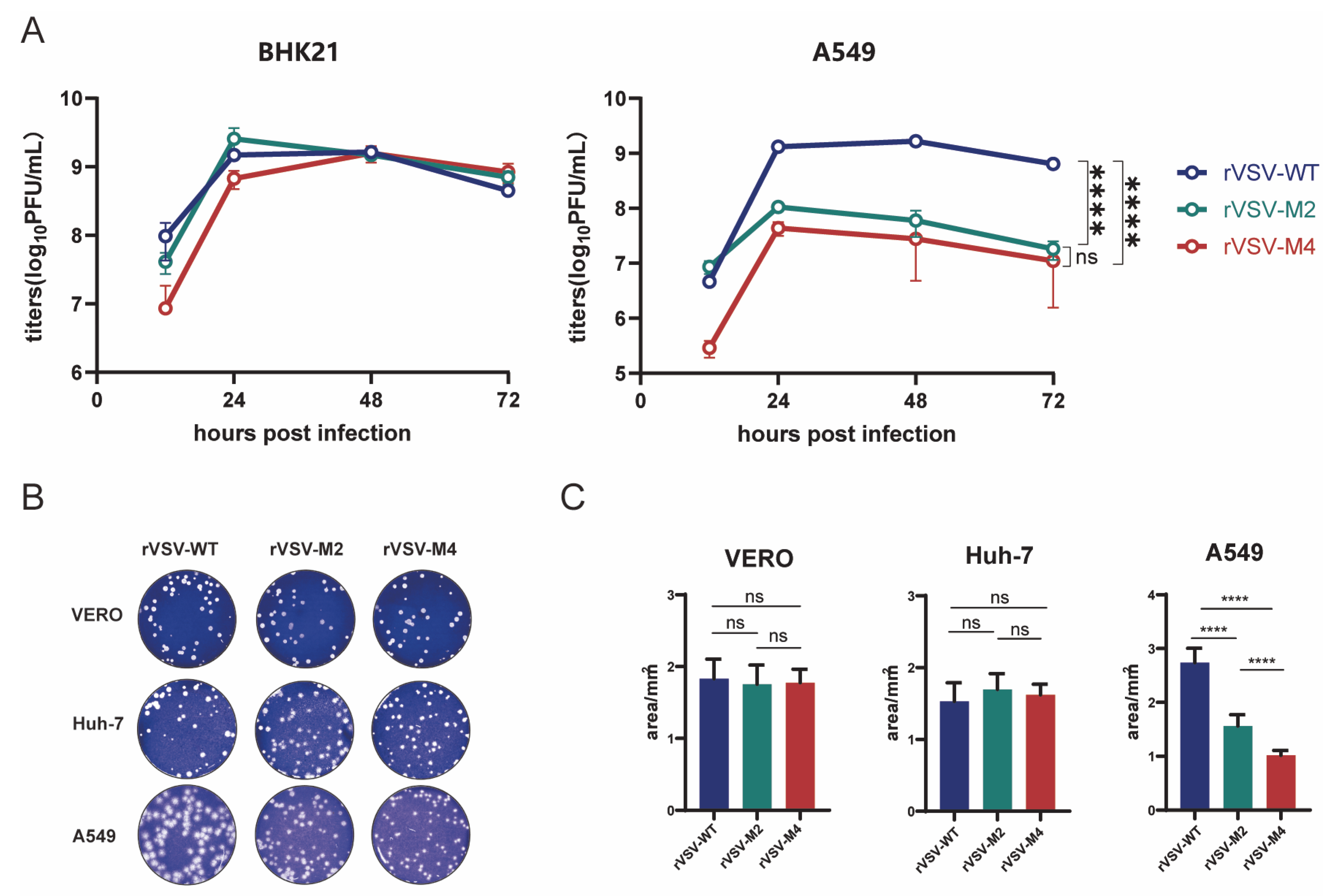 Viruses 17 01062 g002