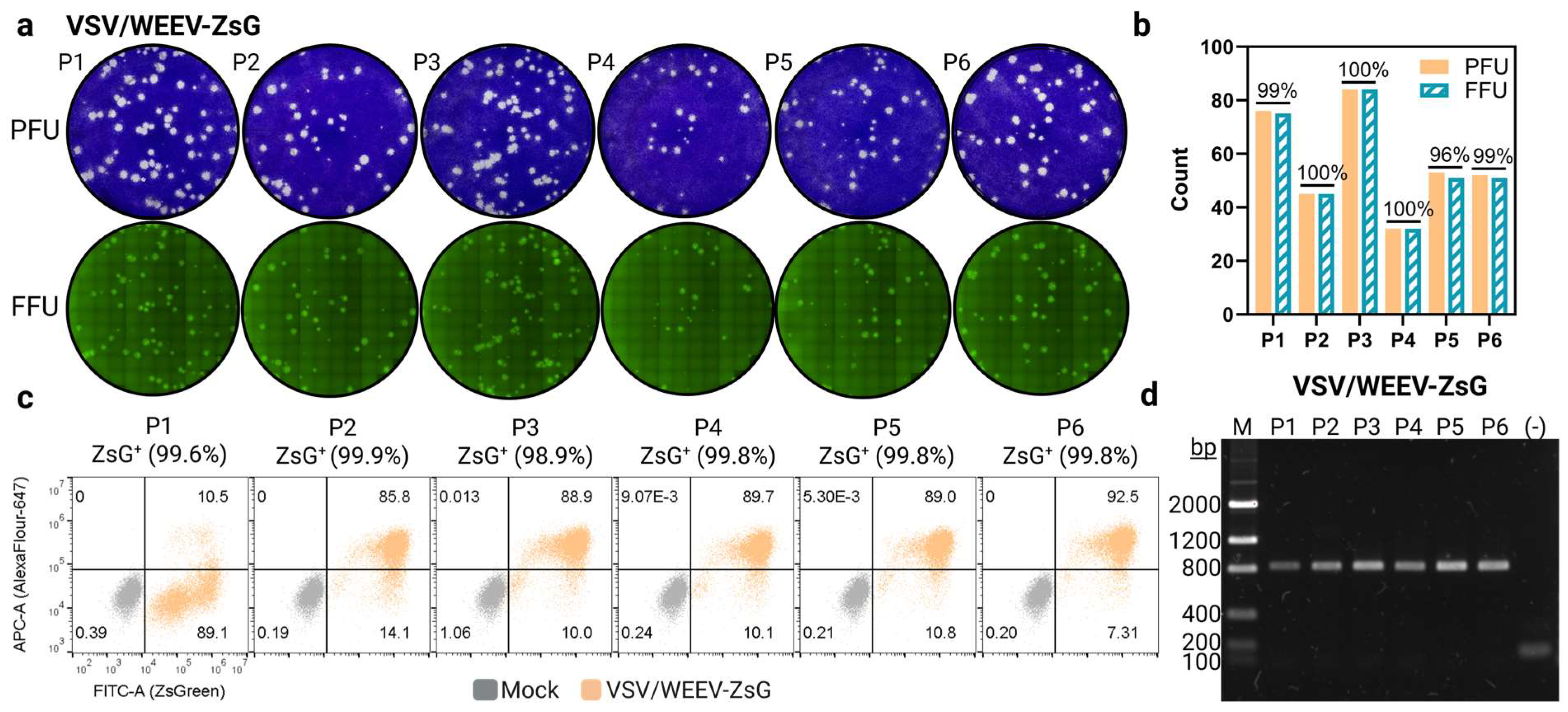 Viruses 17 01067 g005 Viruses 17 01067 g005