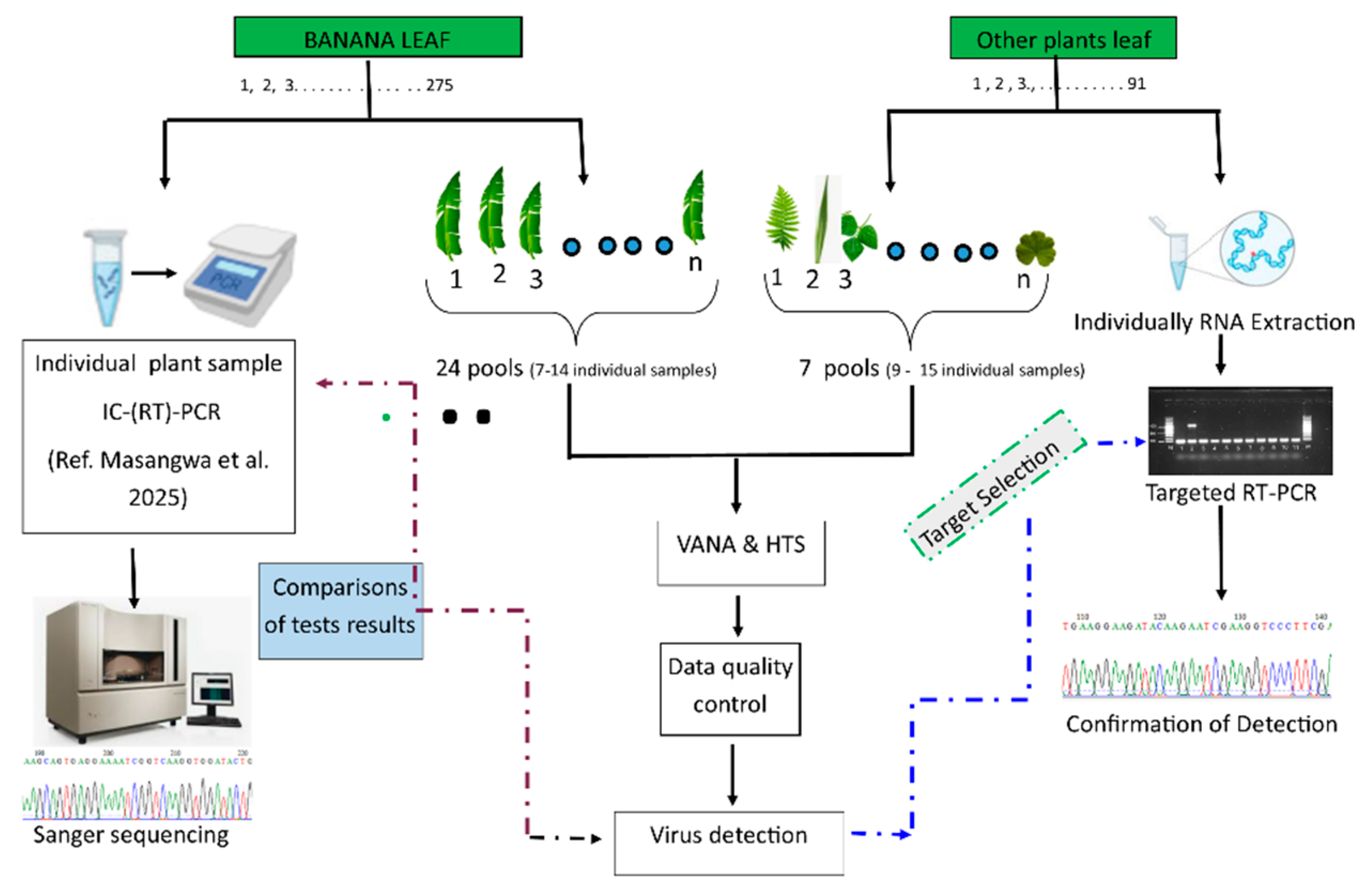Viruses 17 01068 g002