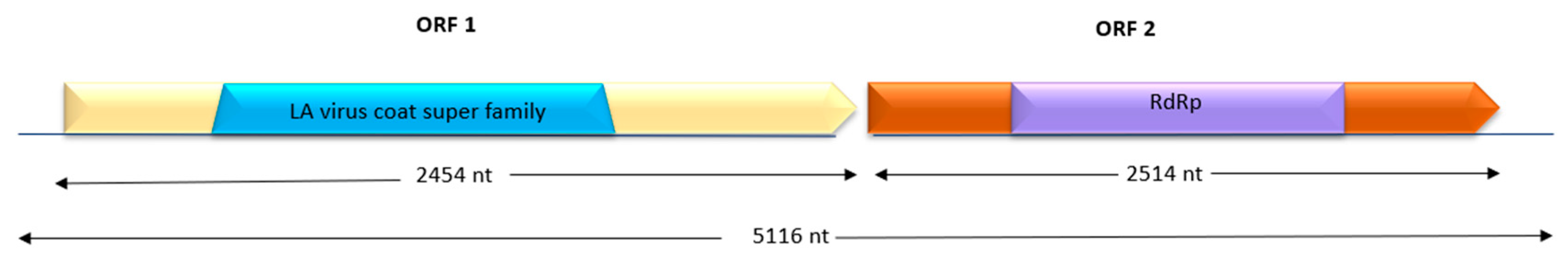 Viruses 17 01068 g004