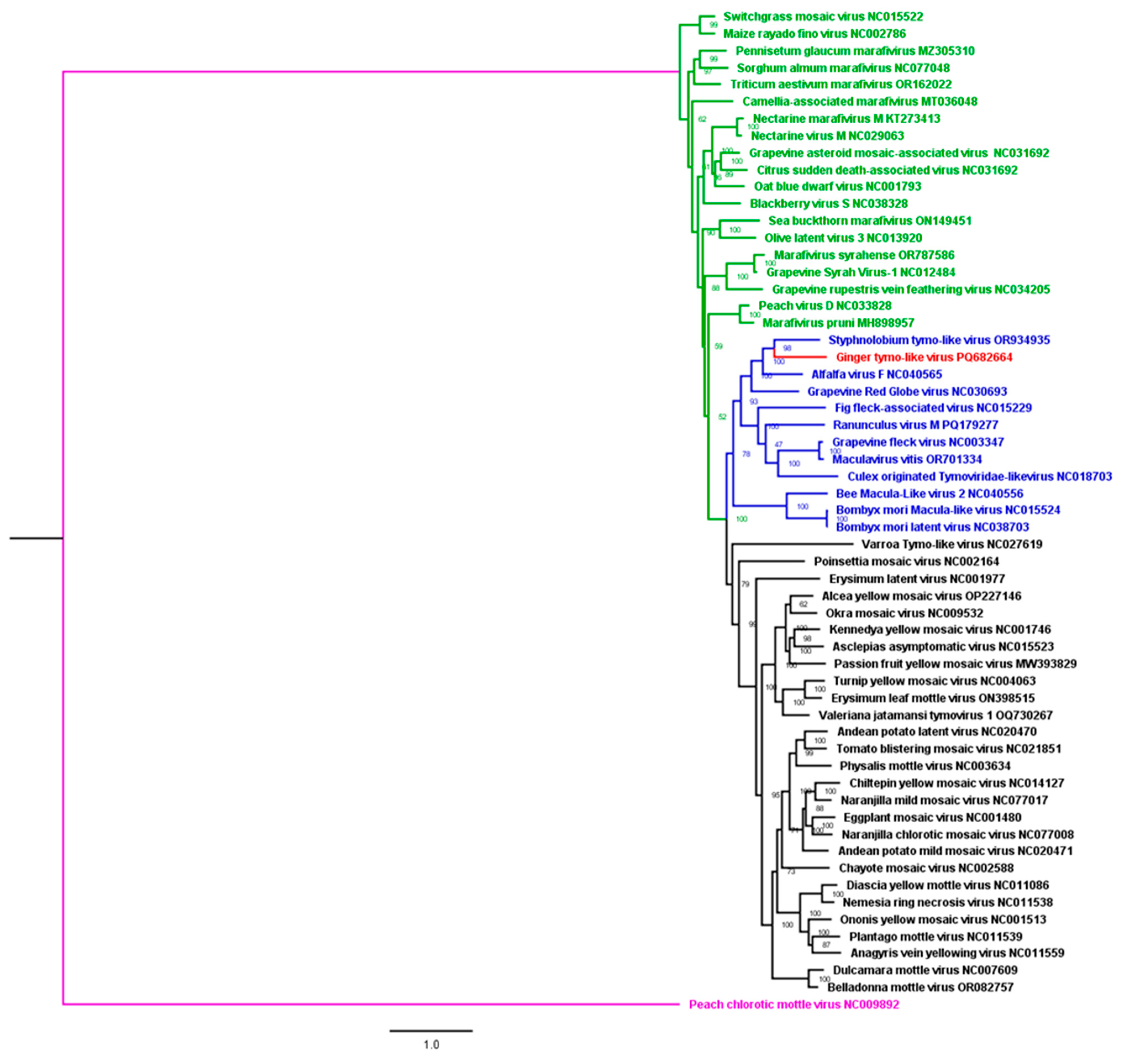 Viruses 17 01068 g005