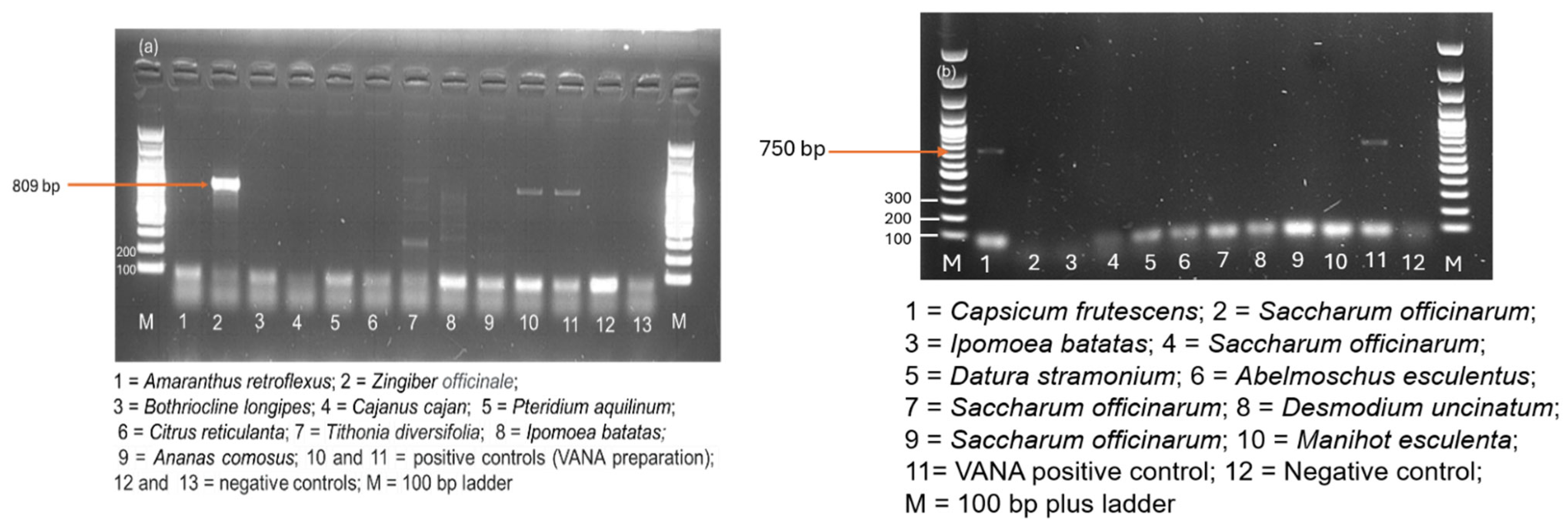 Viruses 17 01068 g007