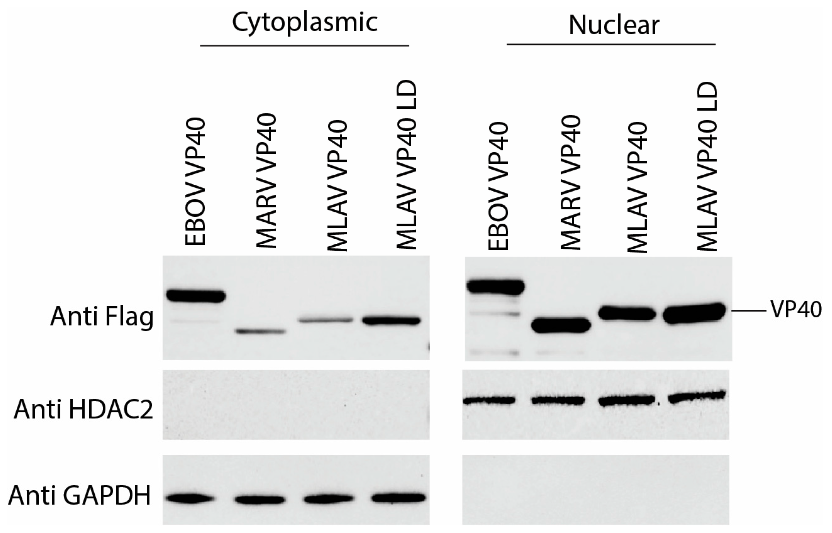 Viruses 17 01082 g006 Viruses 17 01082 g006