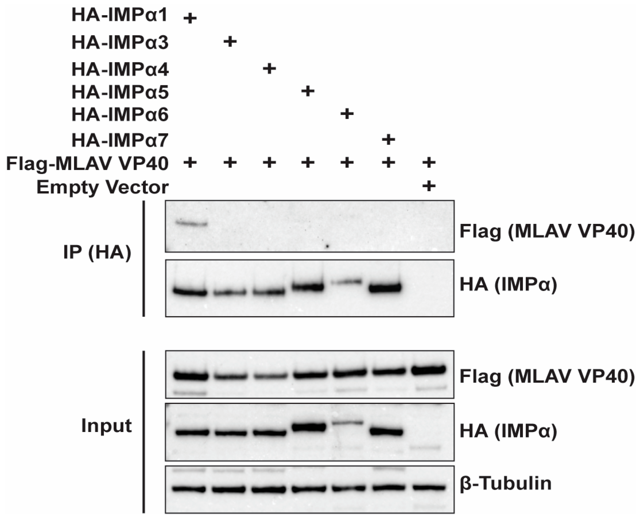 Viruses 17 01082 g007 Viruses 17 01082 g007
