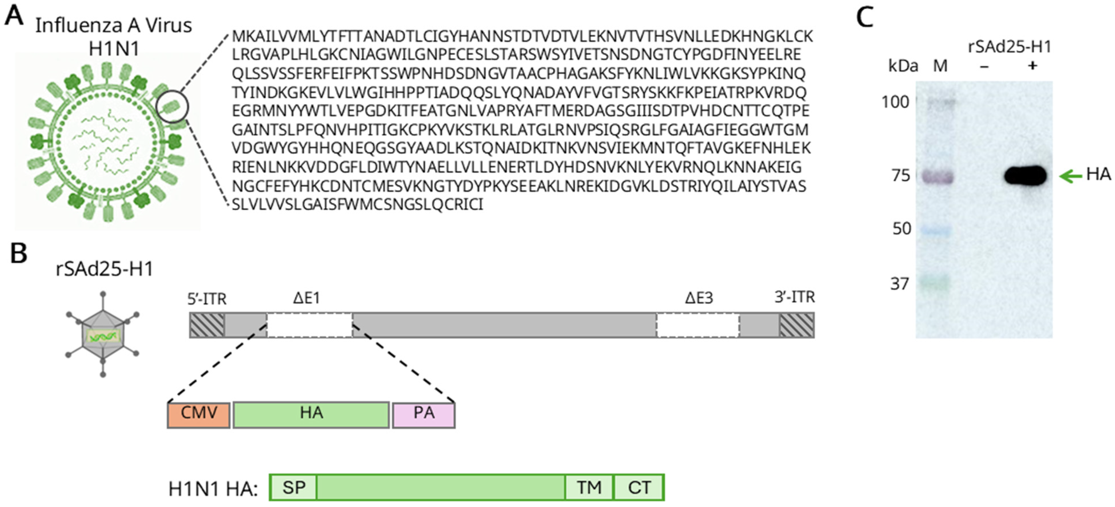 Viruses 17 01085 g002 Viruses 17 01085 g002