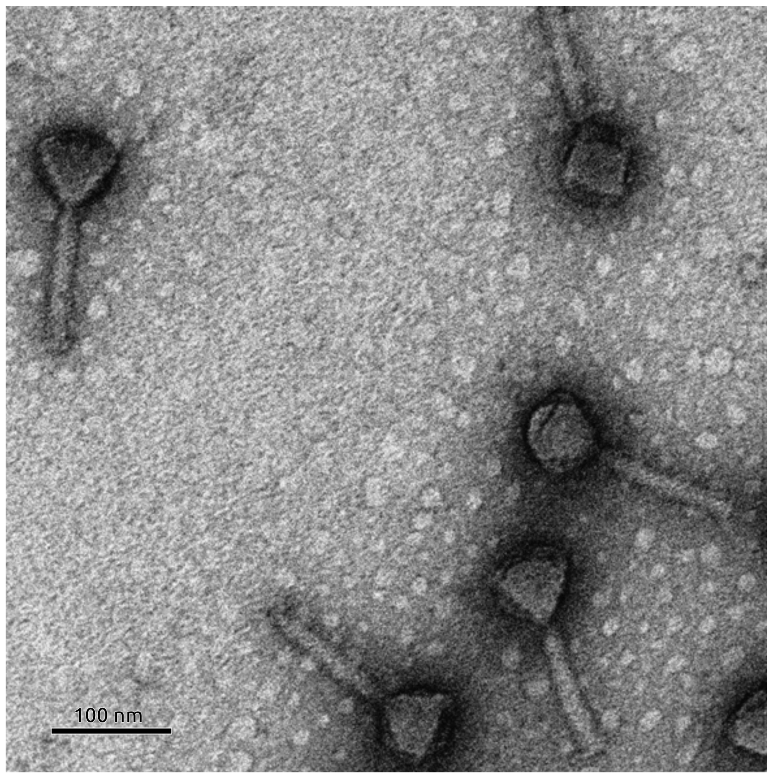 Viruses 17 01088 g003