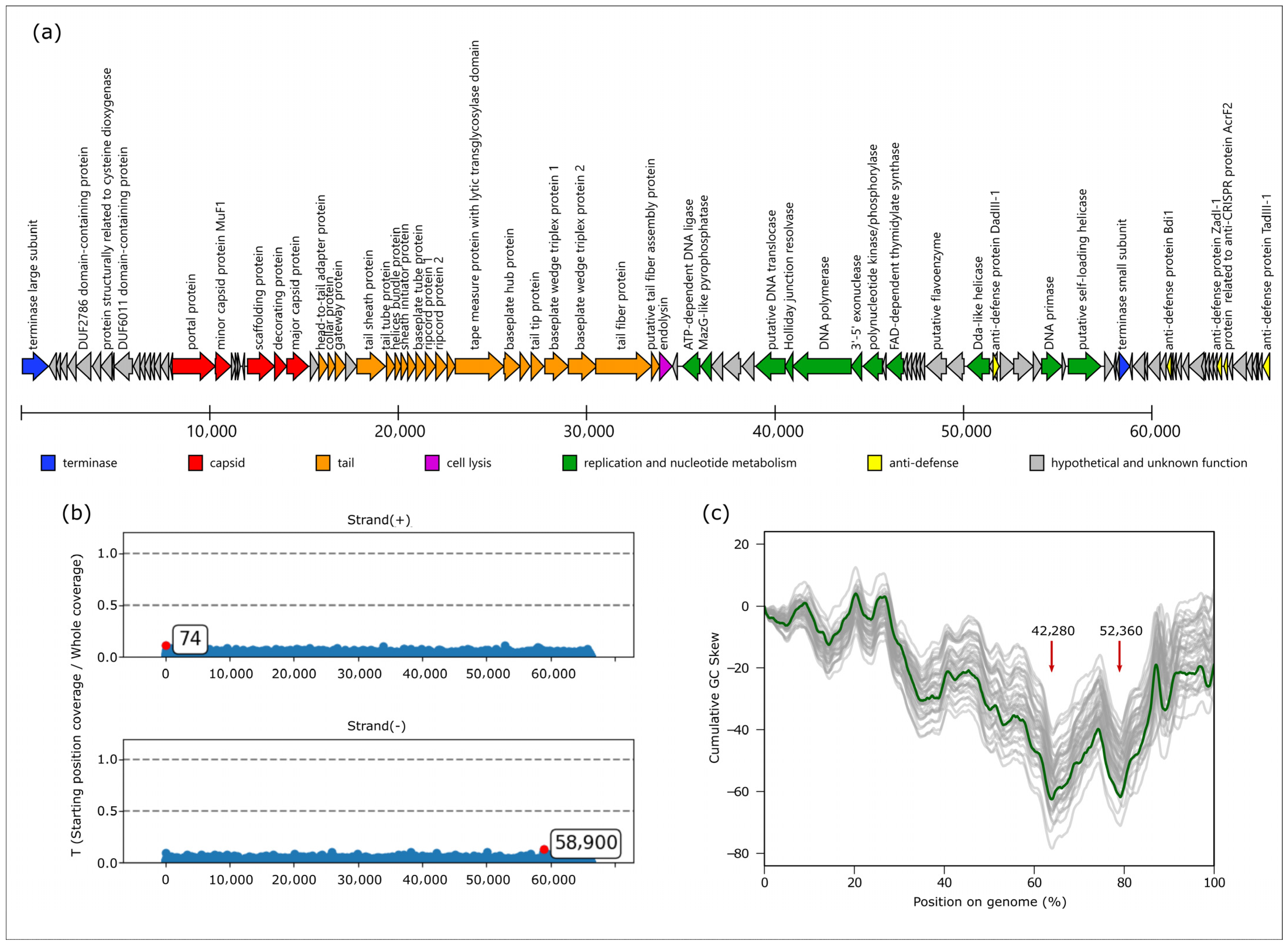 Viruses 17 01088 g004