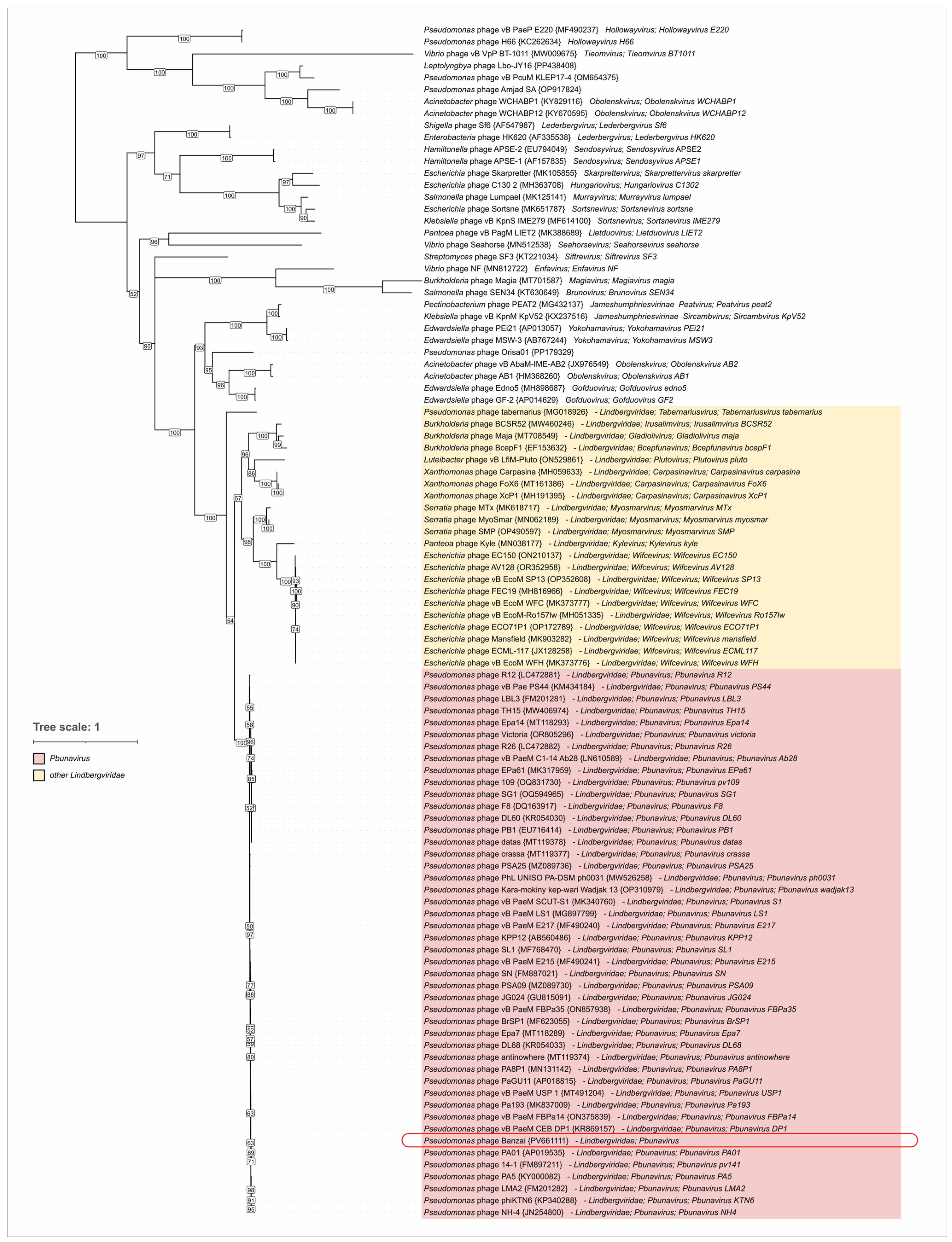 Viruses 17 01088 g008
