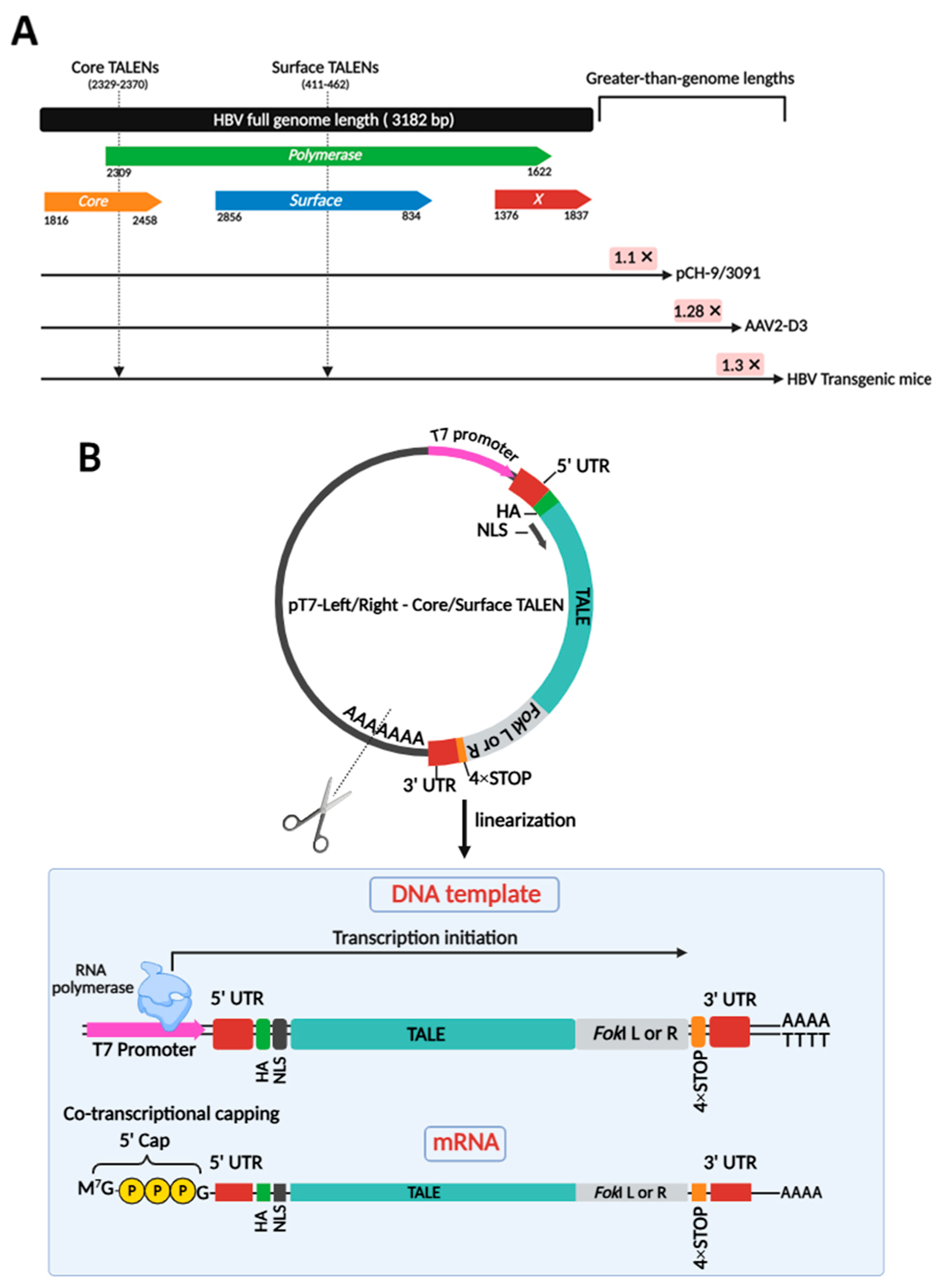 Viruses 17 01090 g001