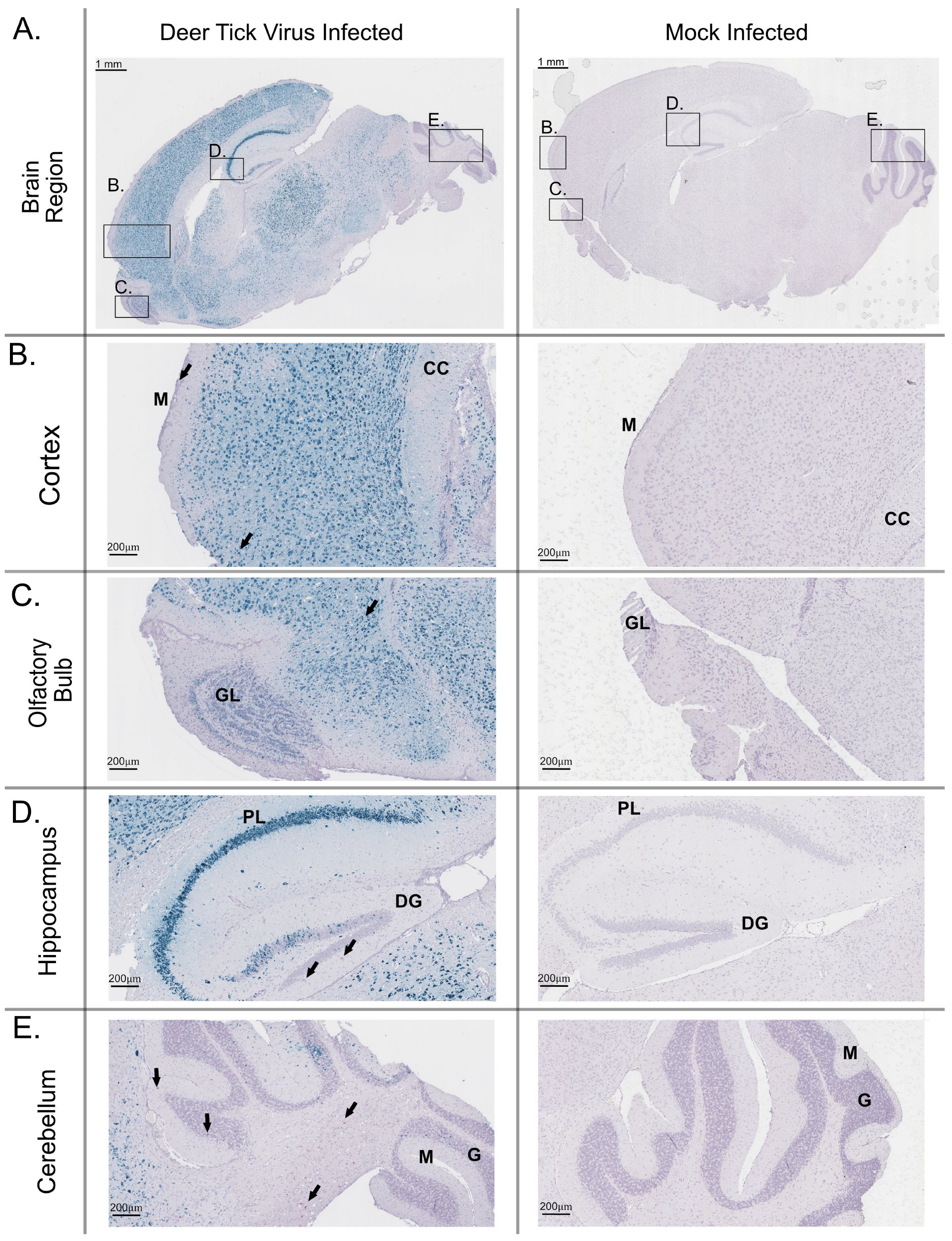 Viruses 17 01092 g003 Viruses 17 01092 g003