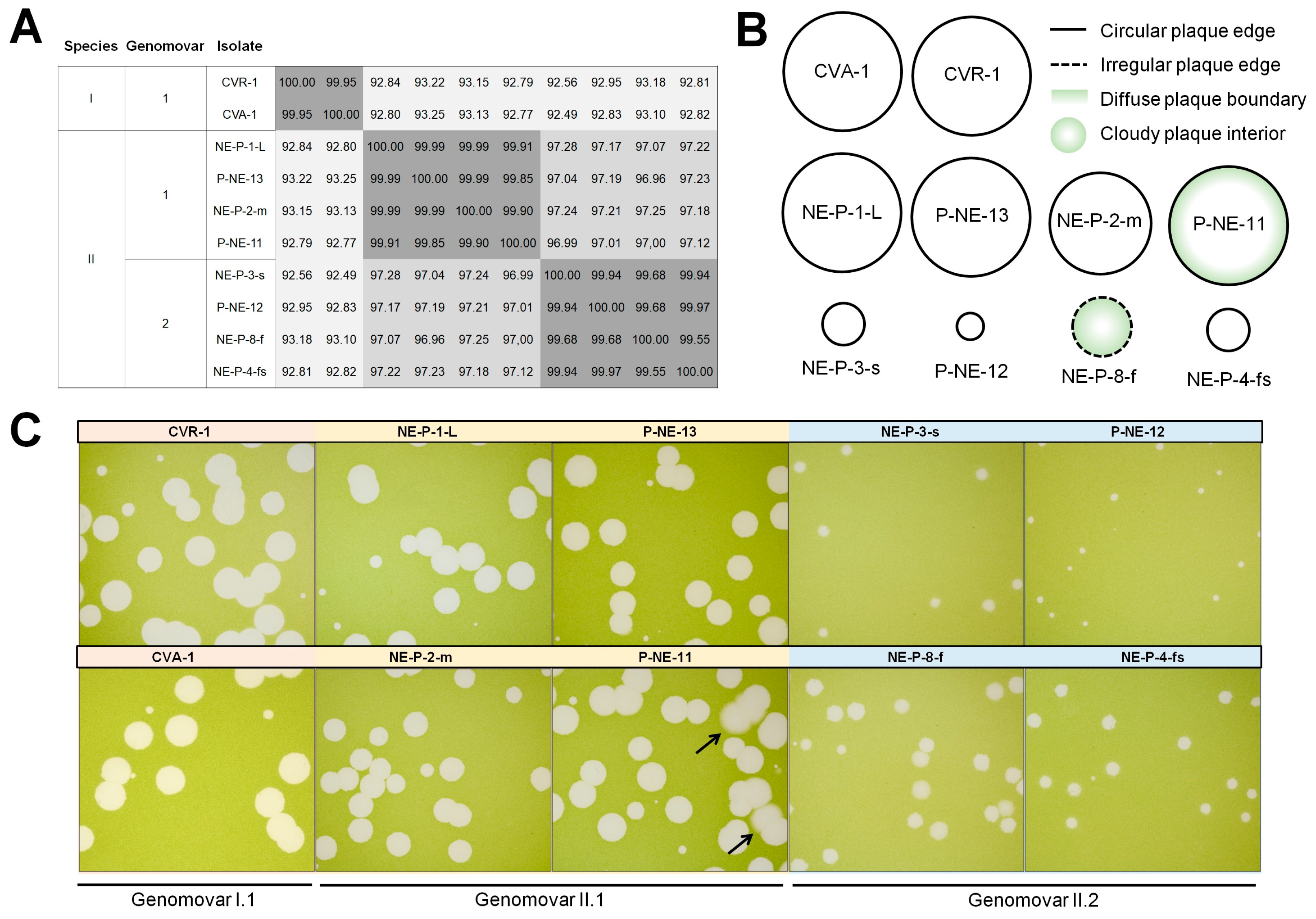 Viruses 17 01096 g006 Viruses 17 01096 g006