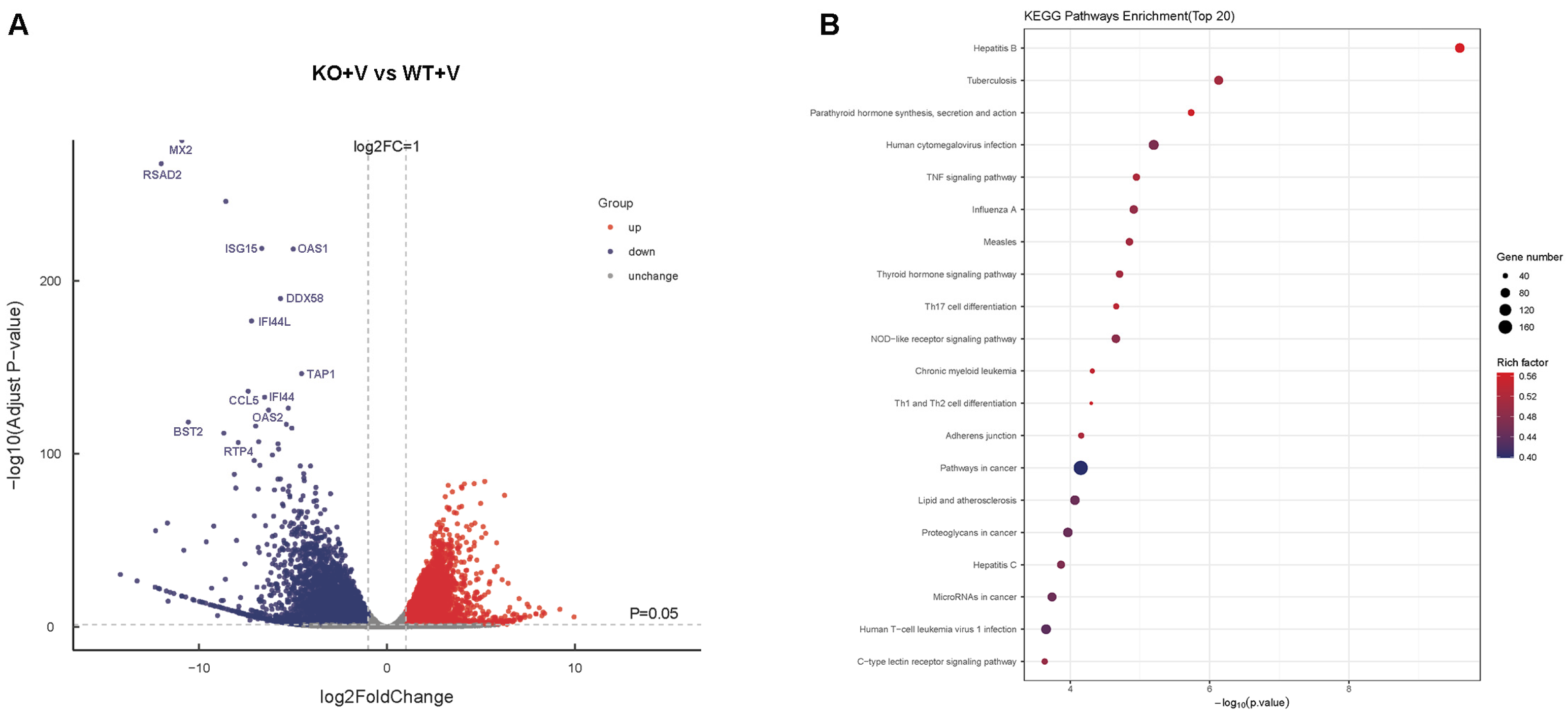 Viruses 17 01097 g006
