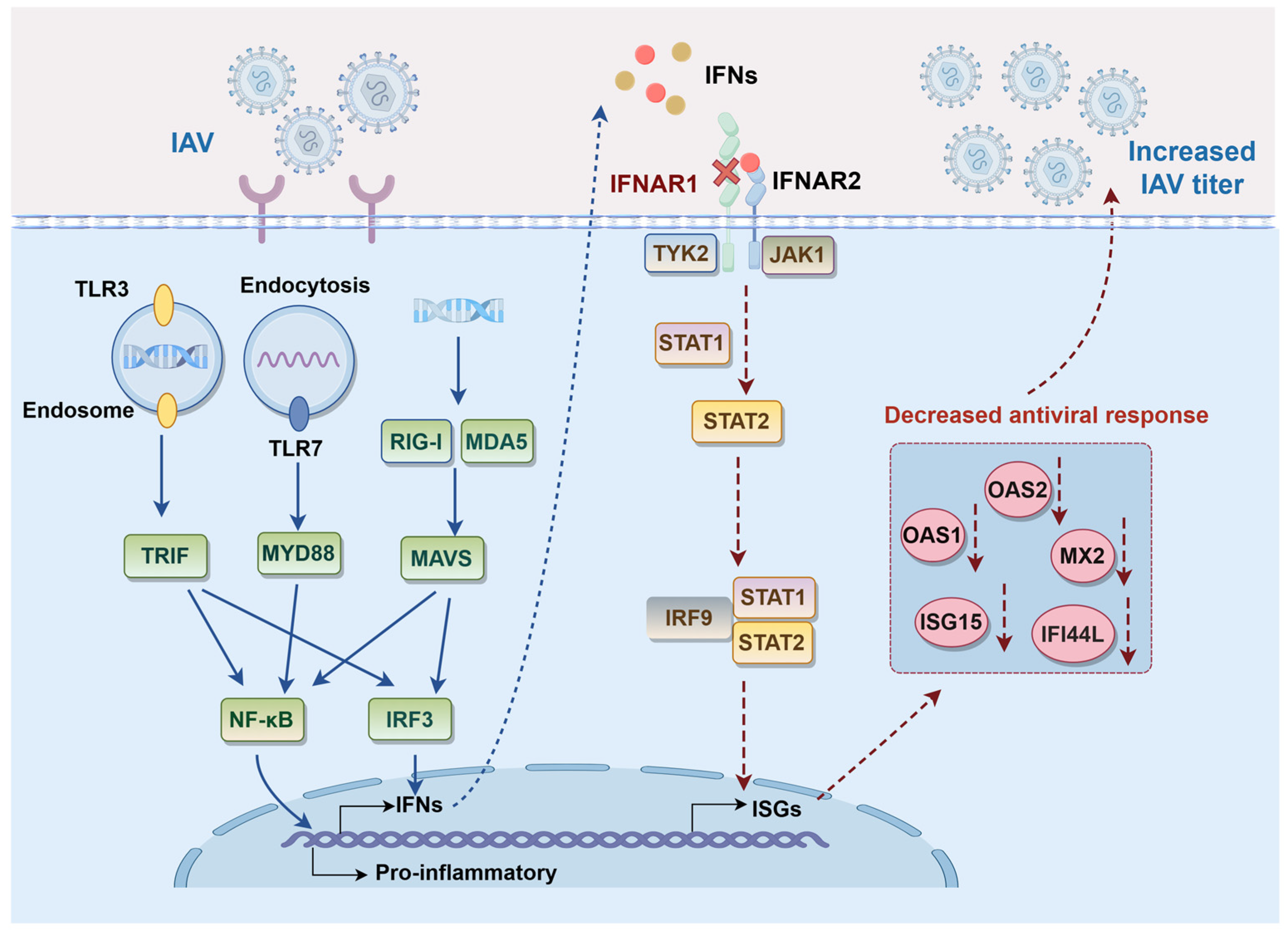 Viruses 17 01097 g008