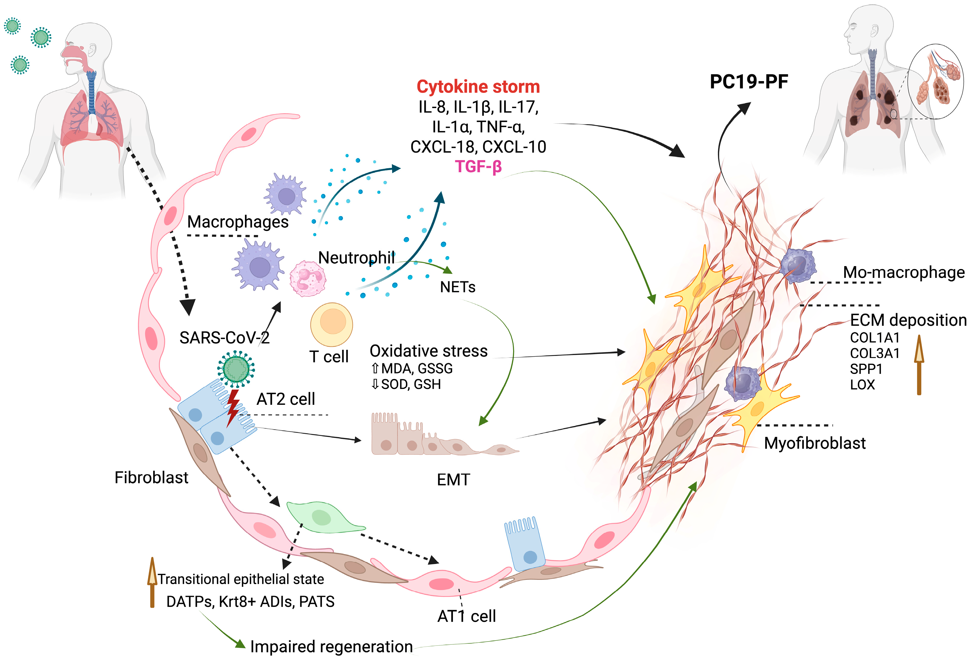 Viruses 17 01098 g002