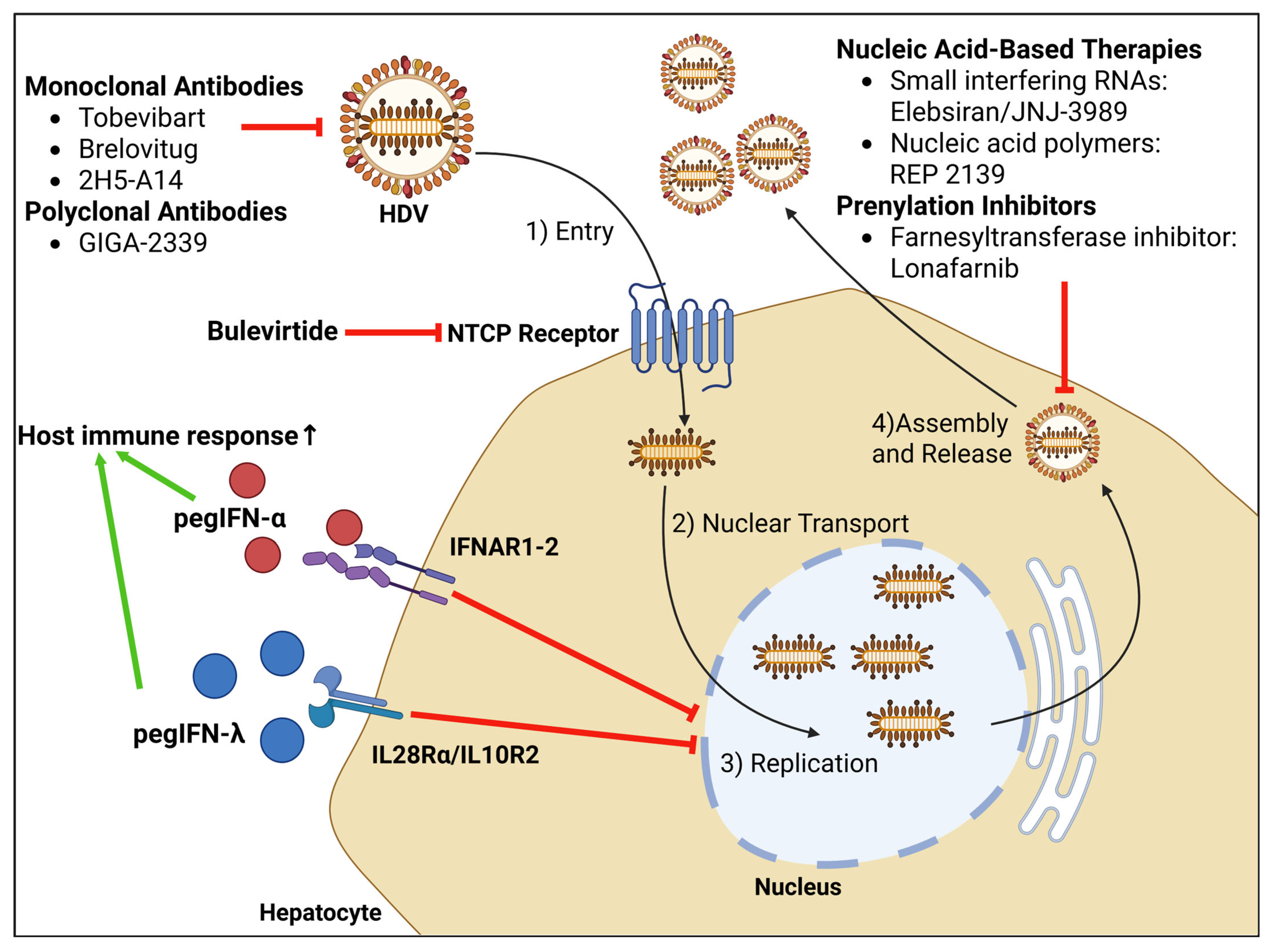 Viruses 17 01100 g001