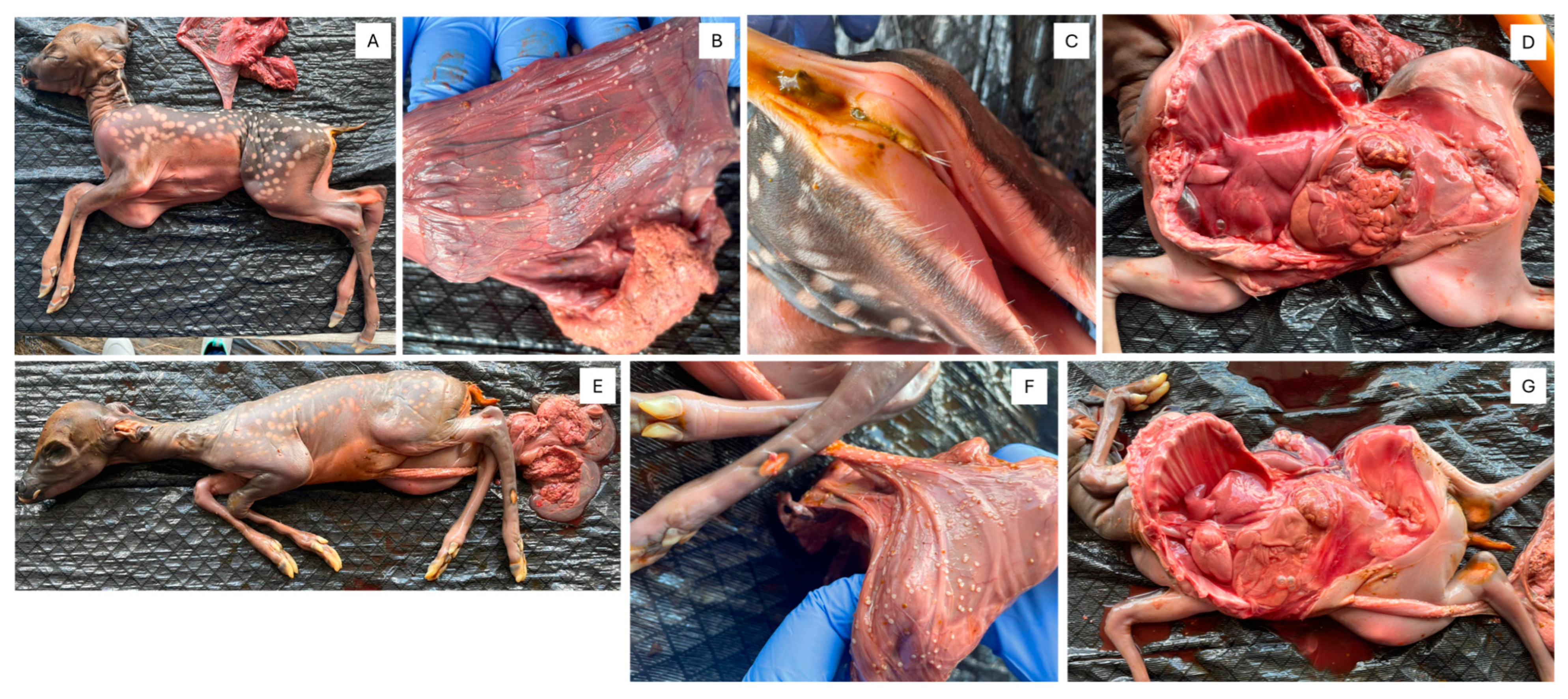 Viruses 17 01104 g001 Viruses 17 01104 g001