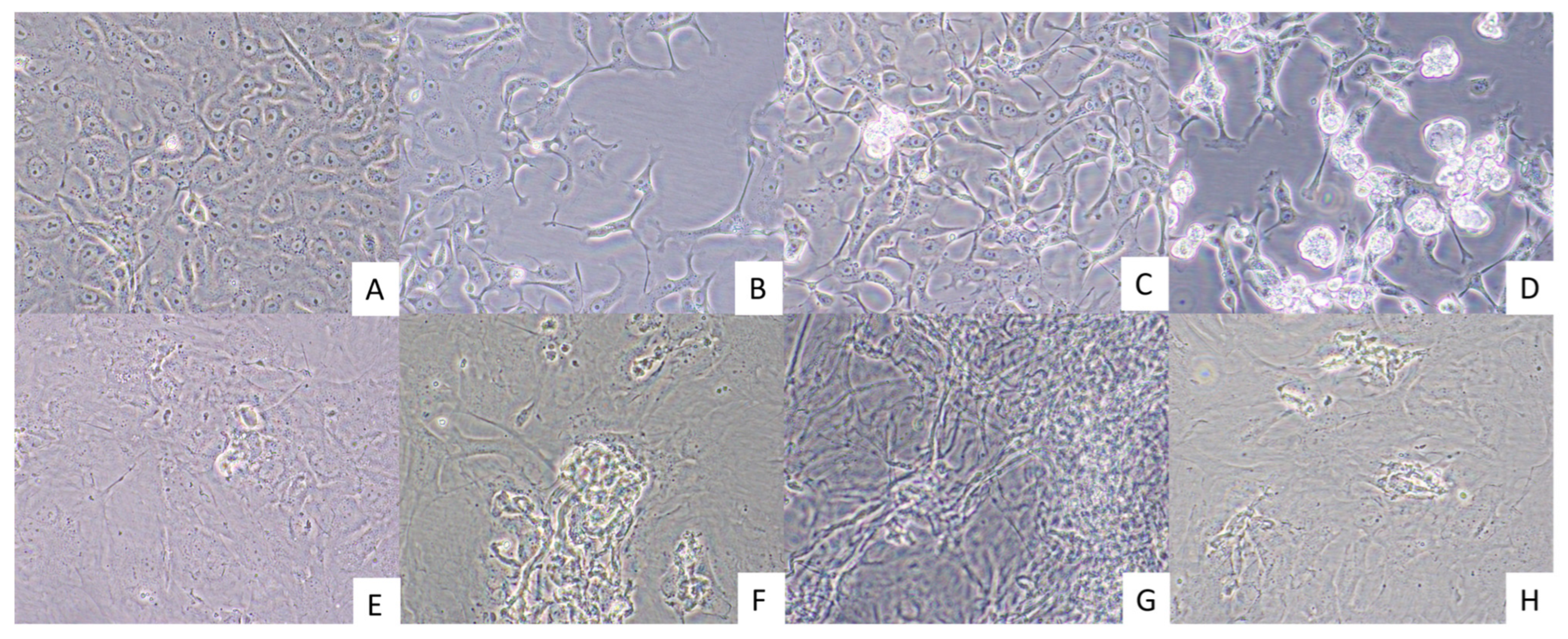 Viruses 17 01104 g002 Viruses 17 01104 g002