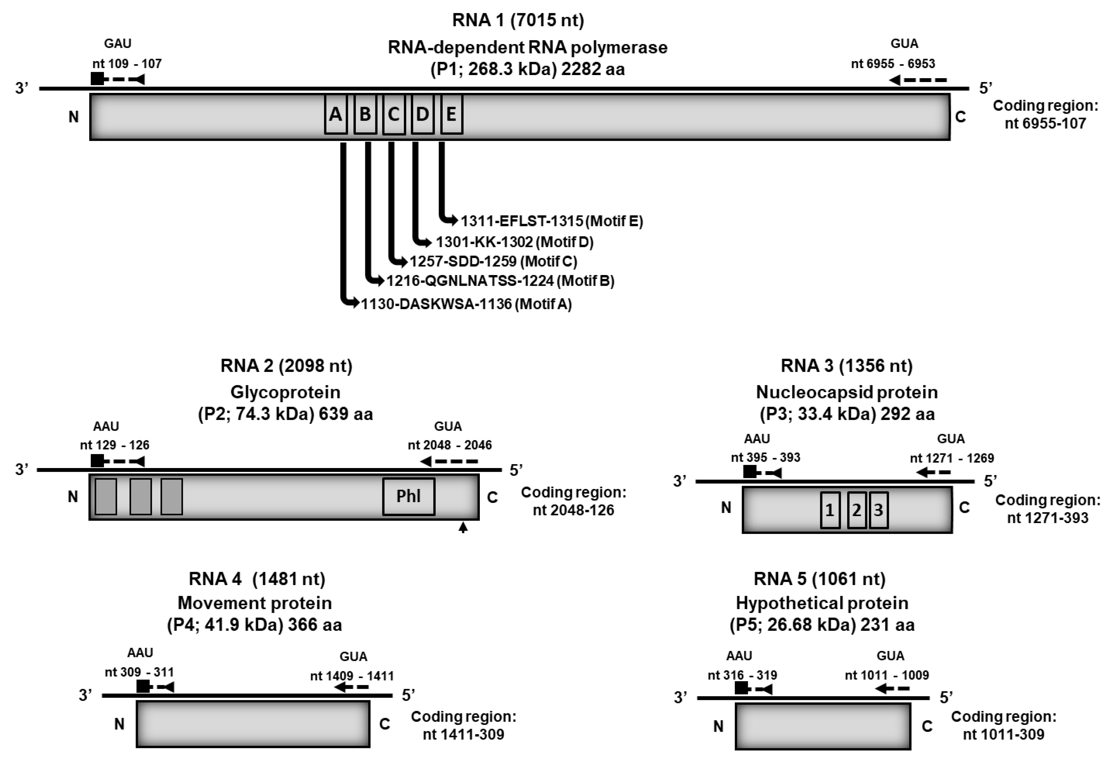 Viruses 17 01122 g002 Viruses 17 01122 g002